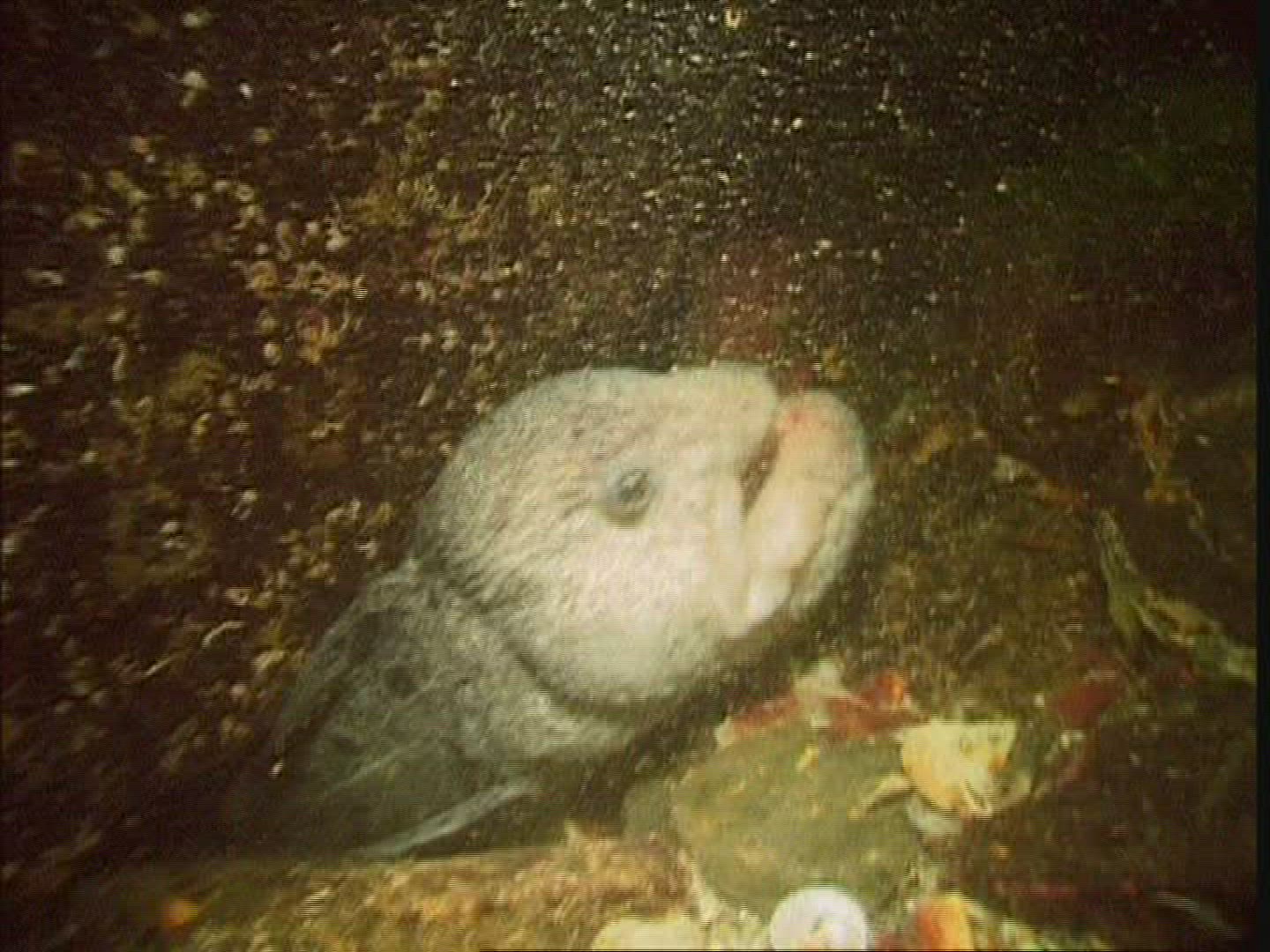 852371055 / Sea Wolf / USA