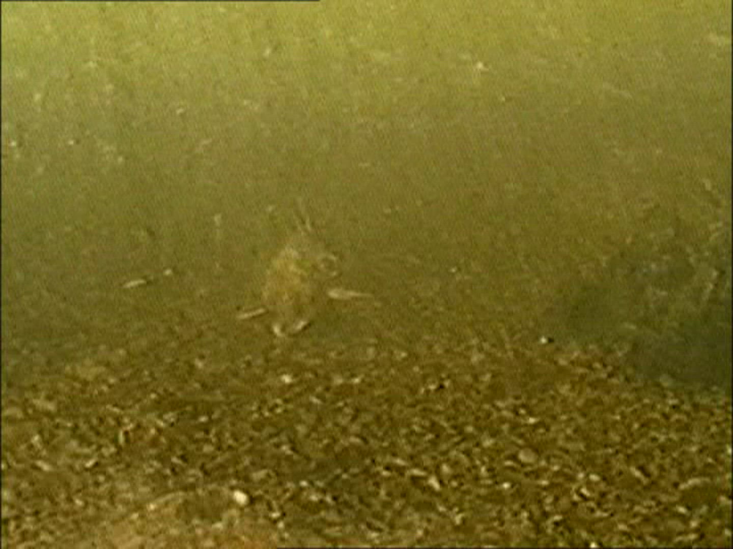 358118032 / Sturgeon / Fish / Canada