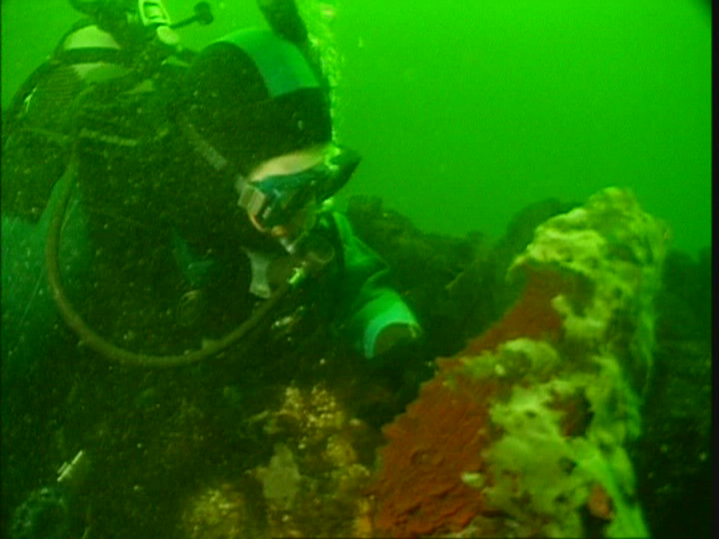 872281242 / Octopus / Animal Observation / USA