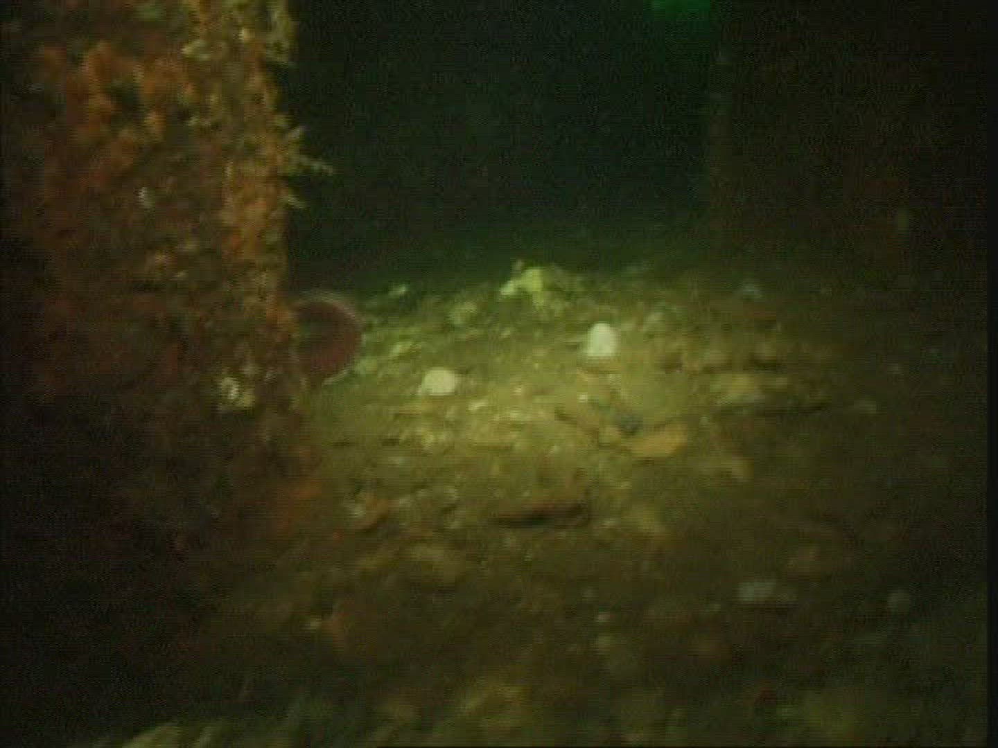 692822945 / Octopus / Resting / USA