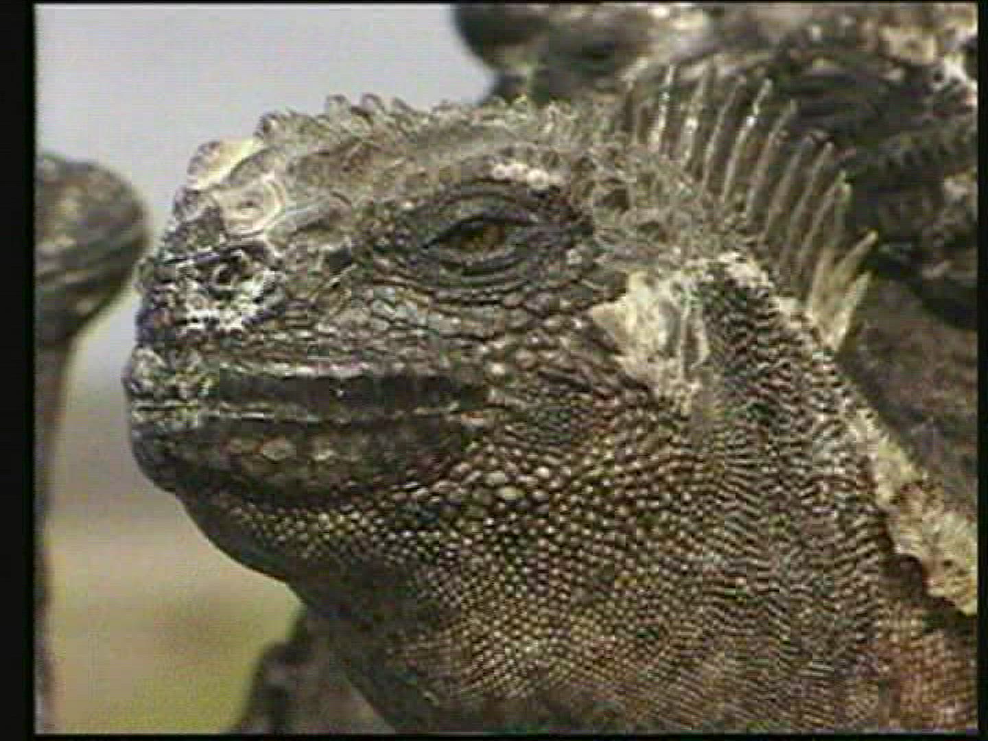 795172923 / Marine Iguana / Iguanidae / Galápagos
