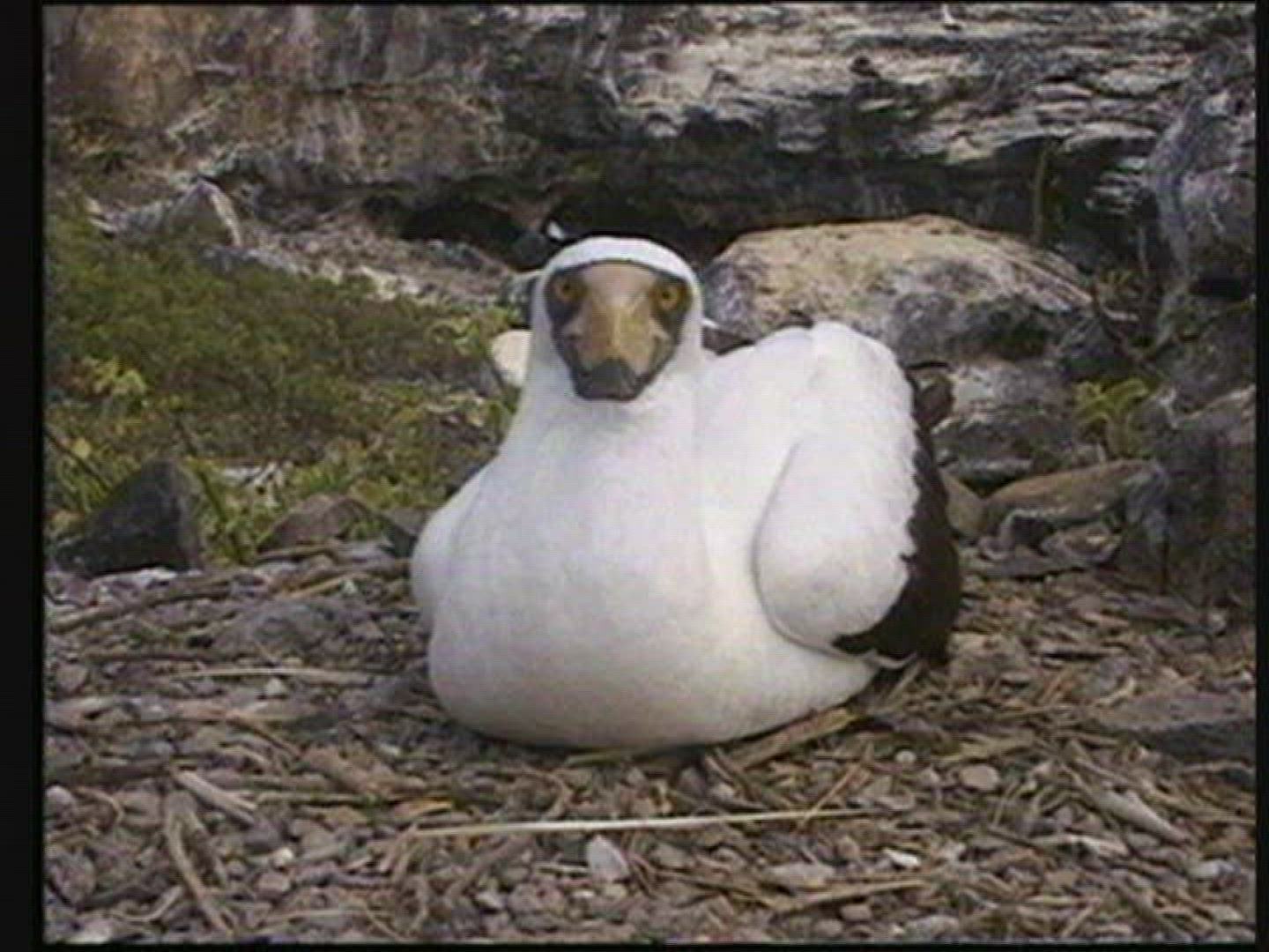 864869177 / Bird / Galápagos