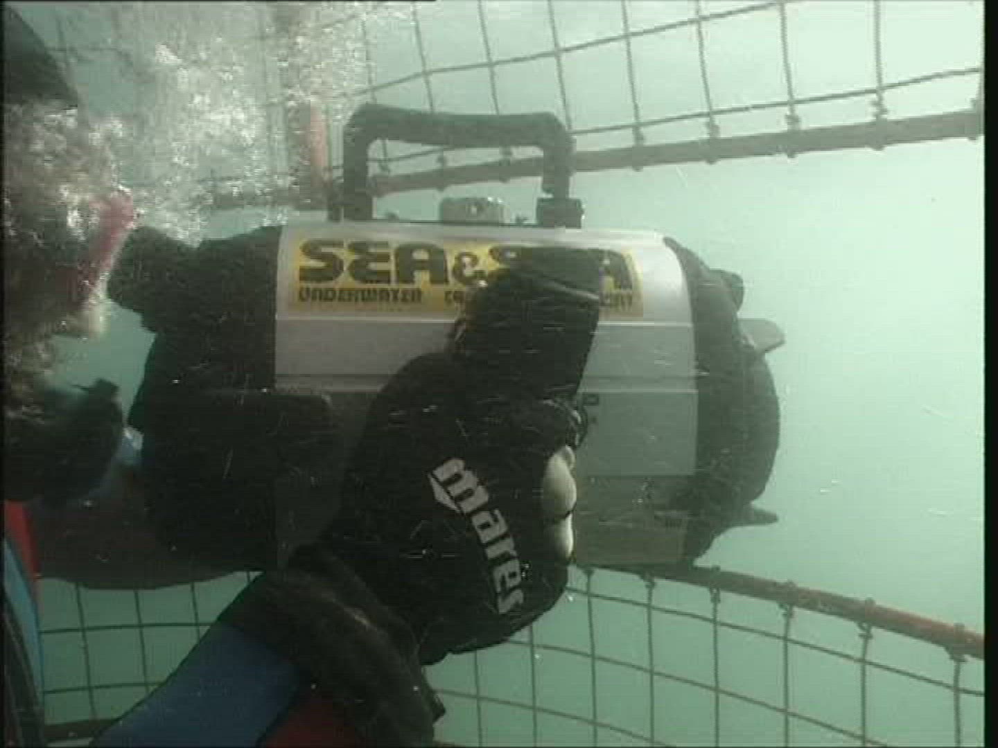 276229176 / Shark / Shark Watching / Underwater Shot / South Africa