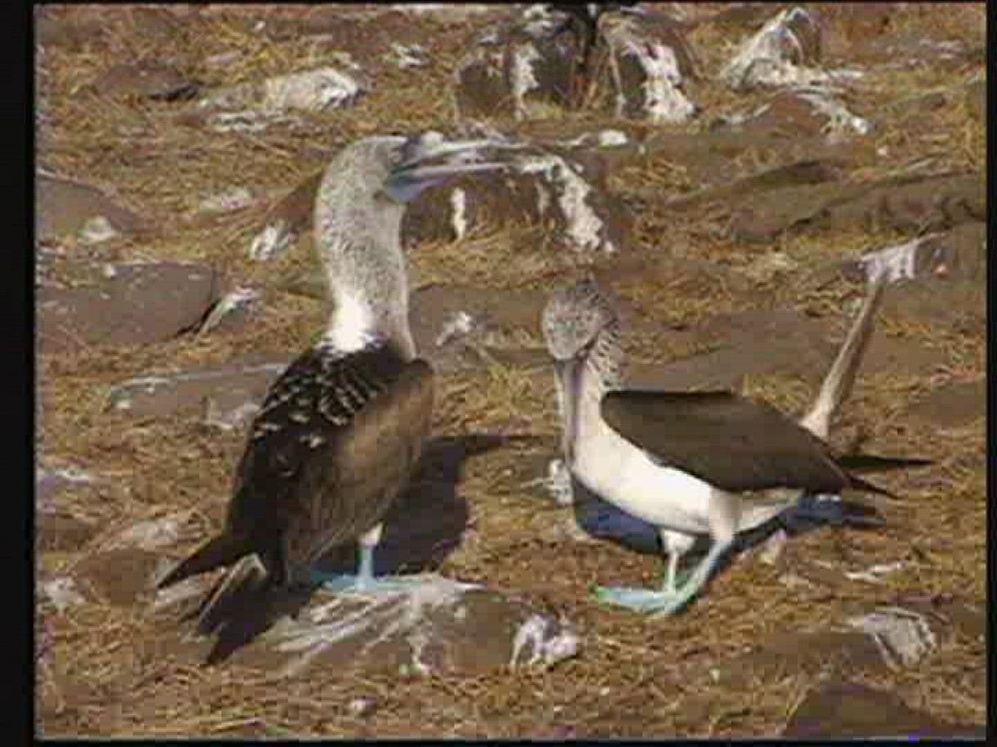 231456140 / Bird / Galápagos