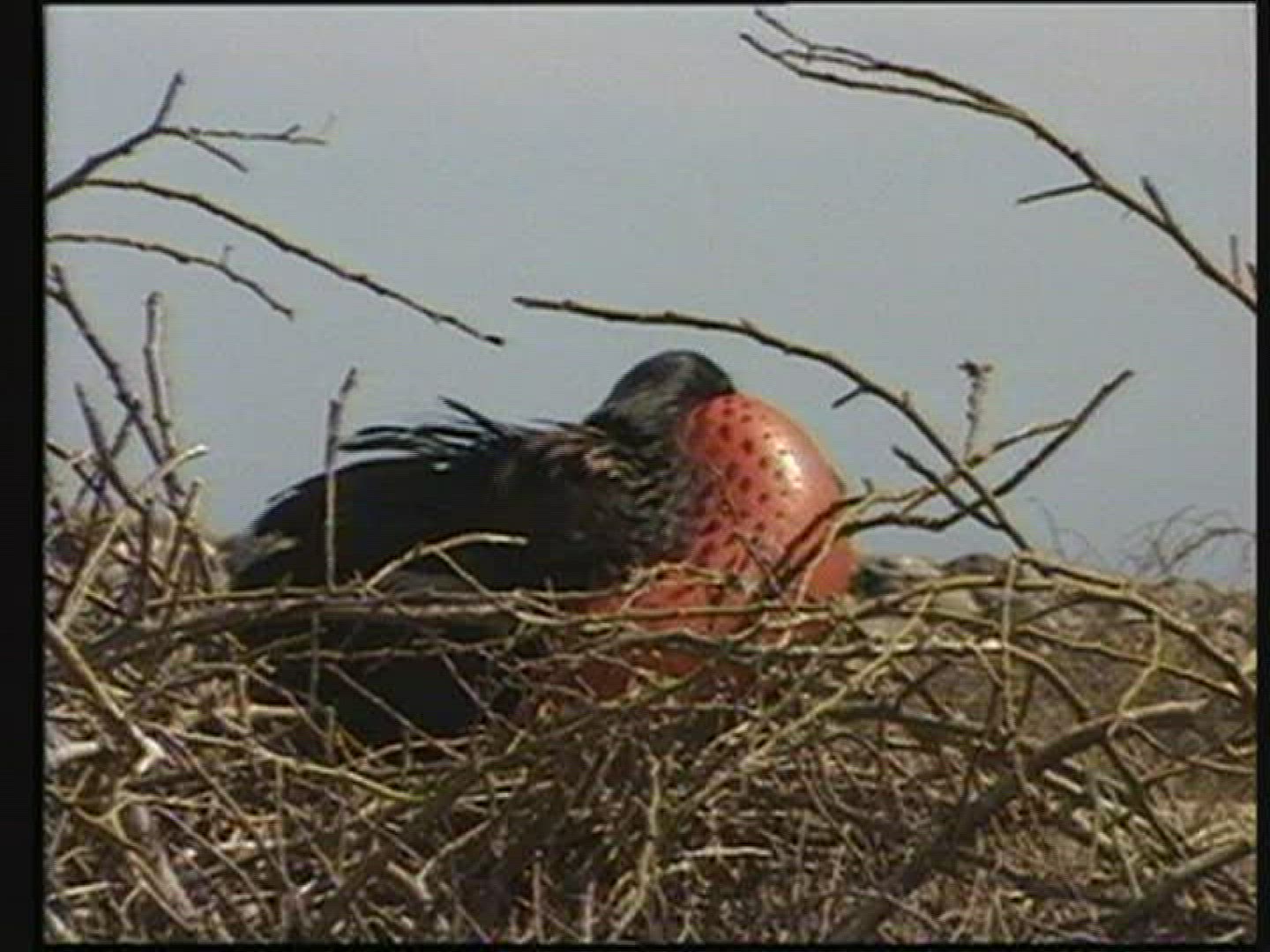 211556851 / Bird / Galápagos