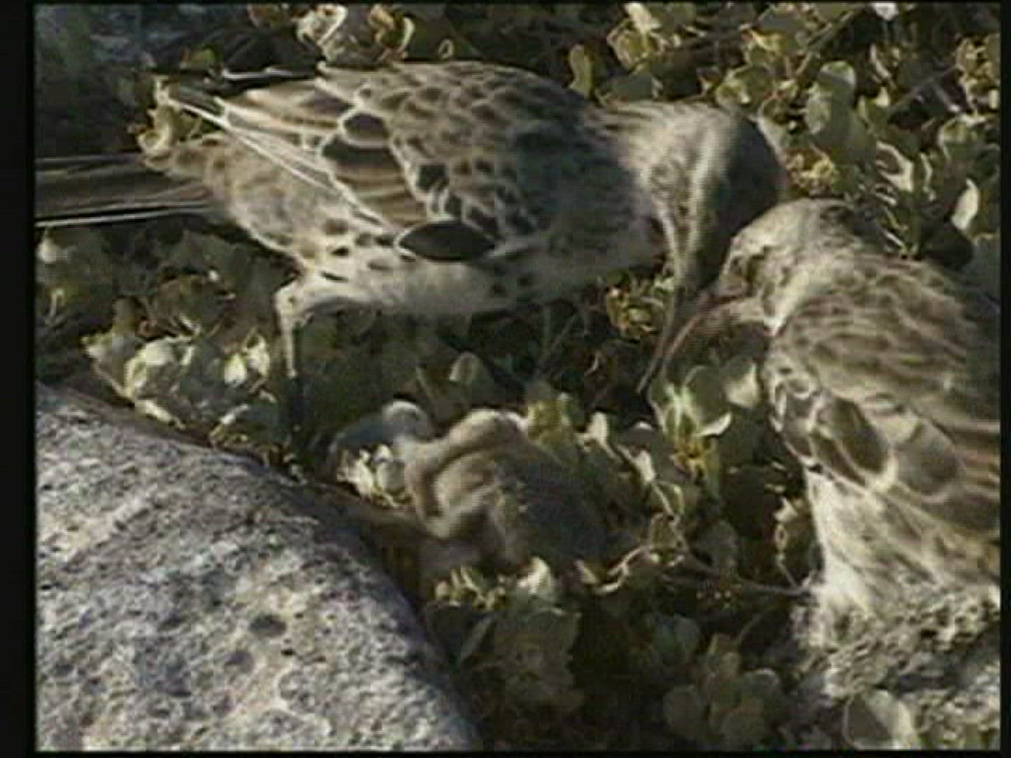 804496957 / Bird / Galápagos