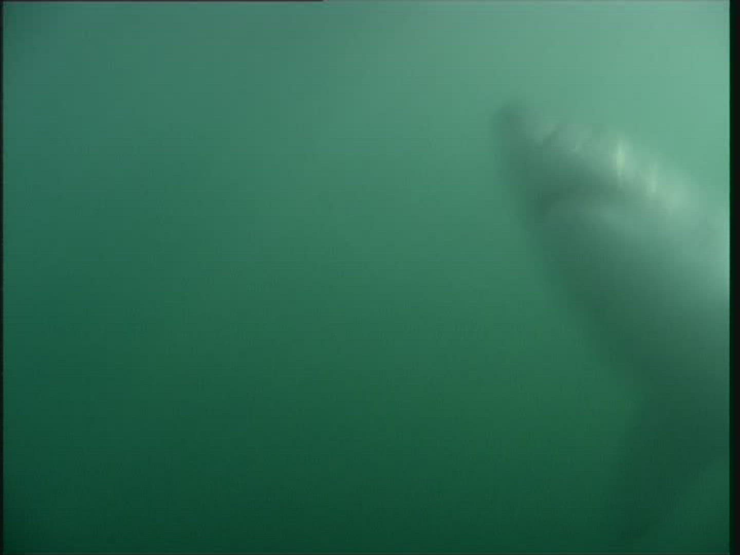239685490 / Shark / Shark Watching / Underwater Shot / South Africa
