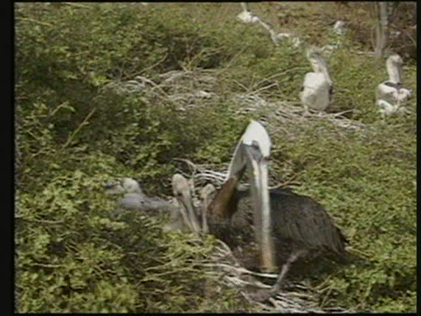 533367514 / Bird / Galápagos