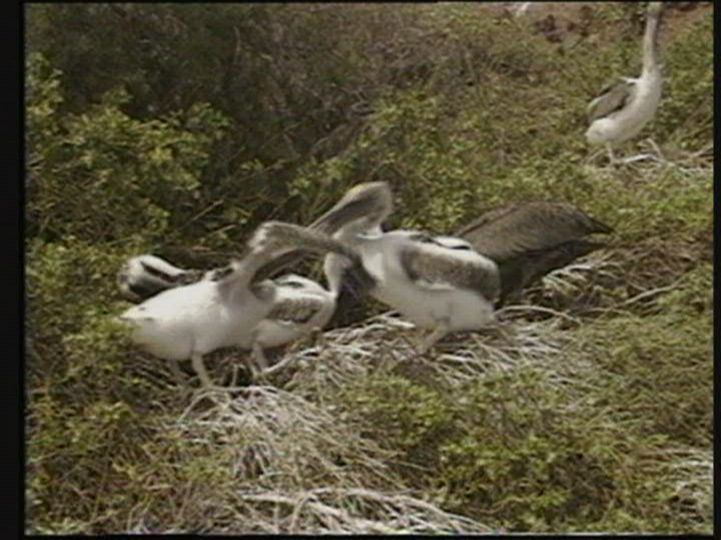 957756322 / Bird / Galápagos