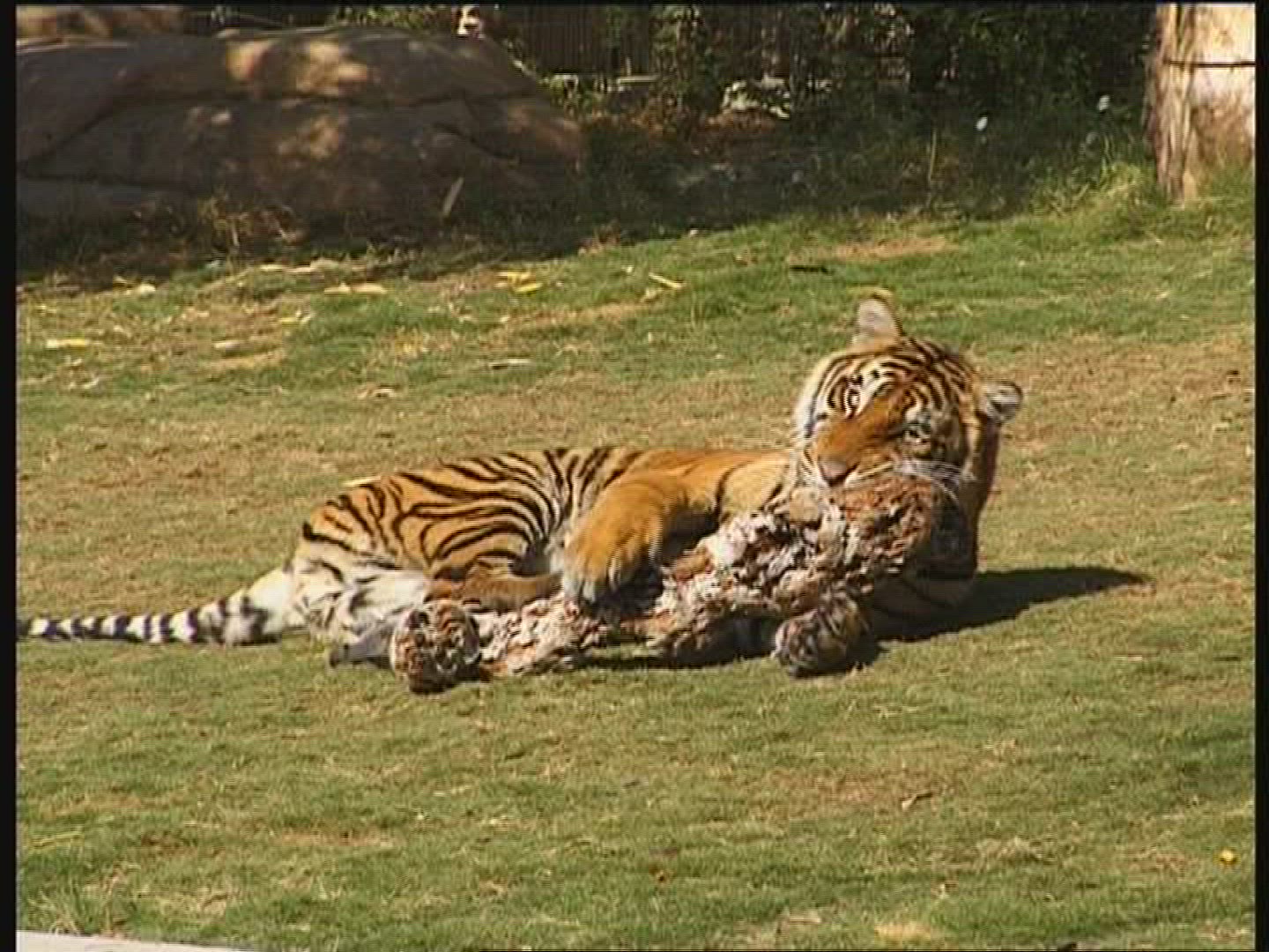 315220489 / Tiger / Resting / Zoo / USA