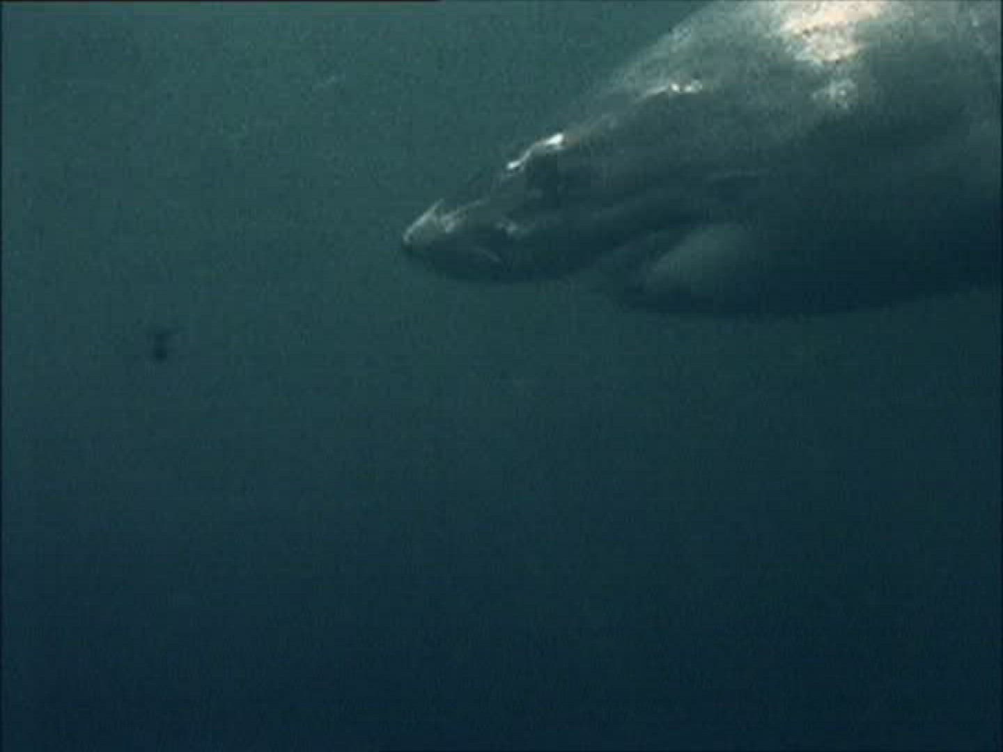 341943027 / Shark / Shark Watching / South Africa