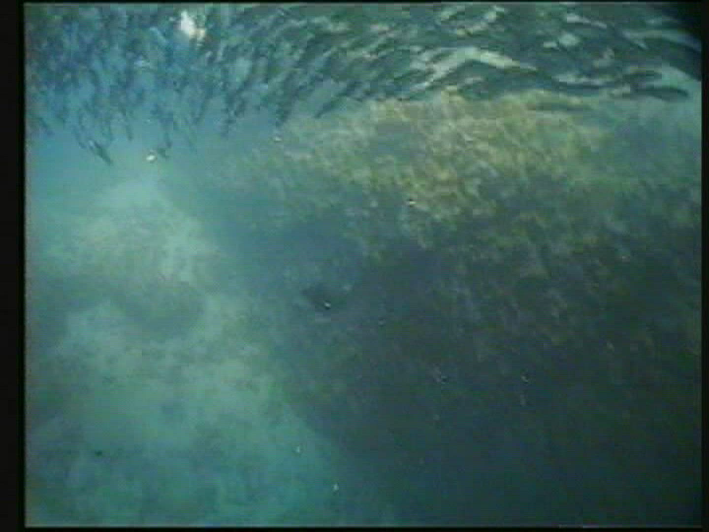 377444904 / Sea Lion / Galápagos