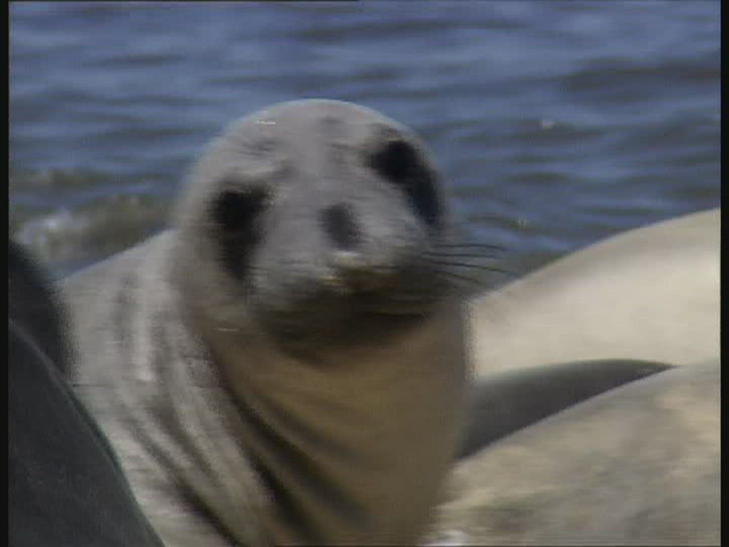 114680095 / Elephant Seal / California / USA