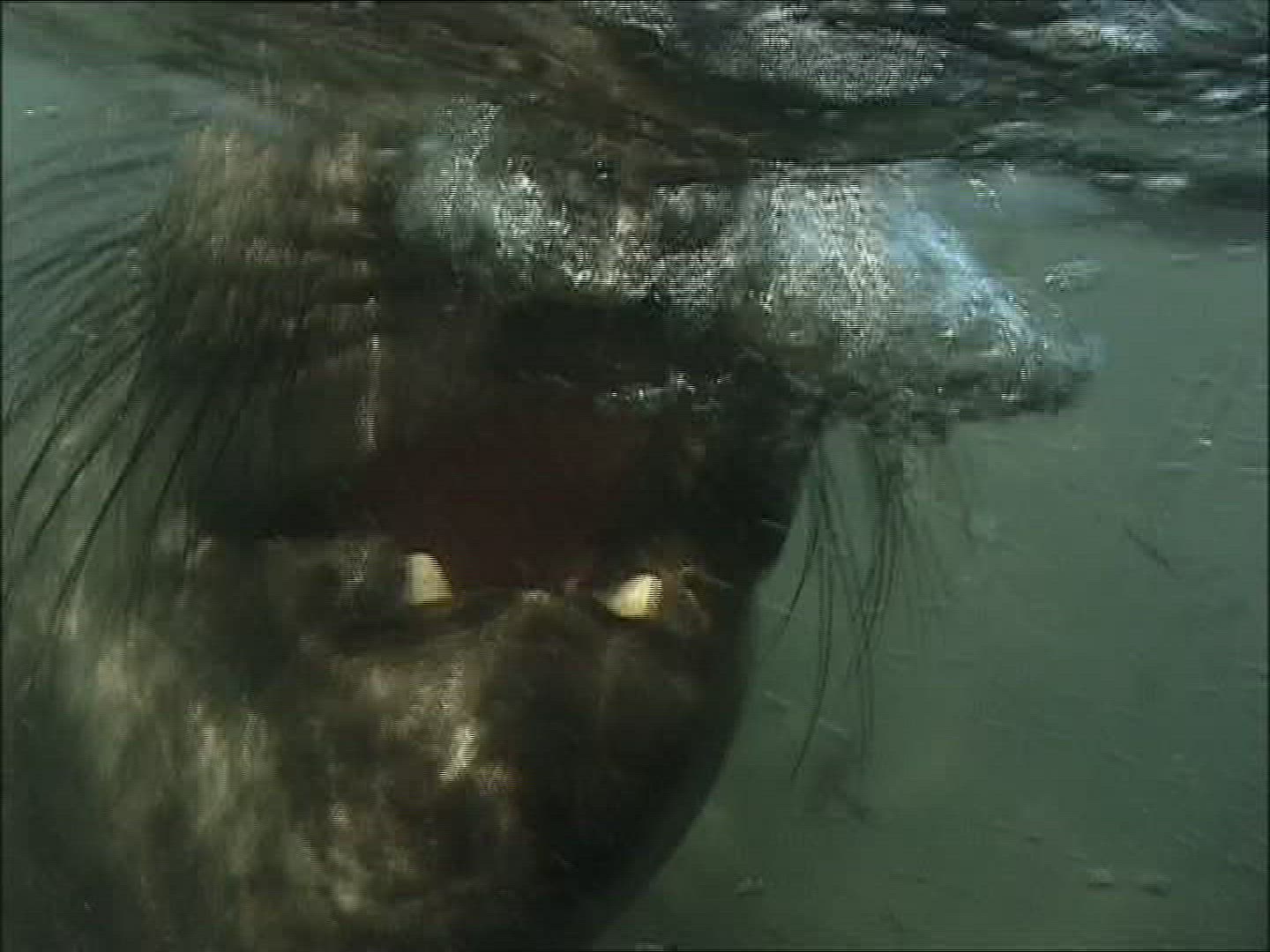 674346285 / Elephant Seal / California / USA