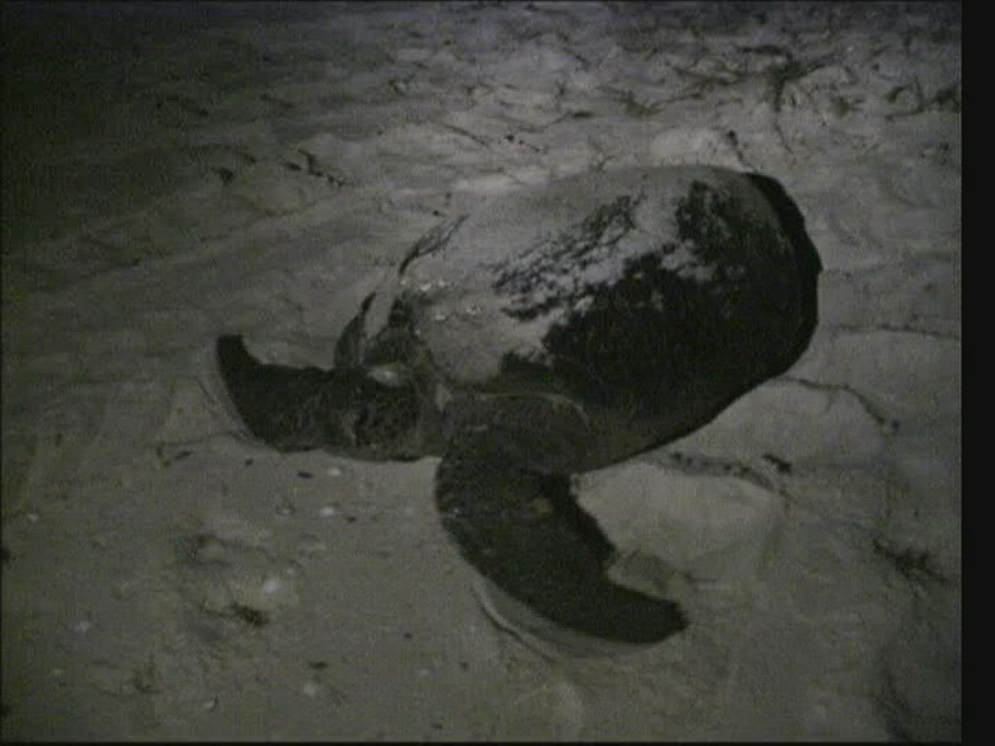 251555115 / Sea Turtle / Oviposition / Australia