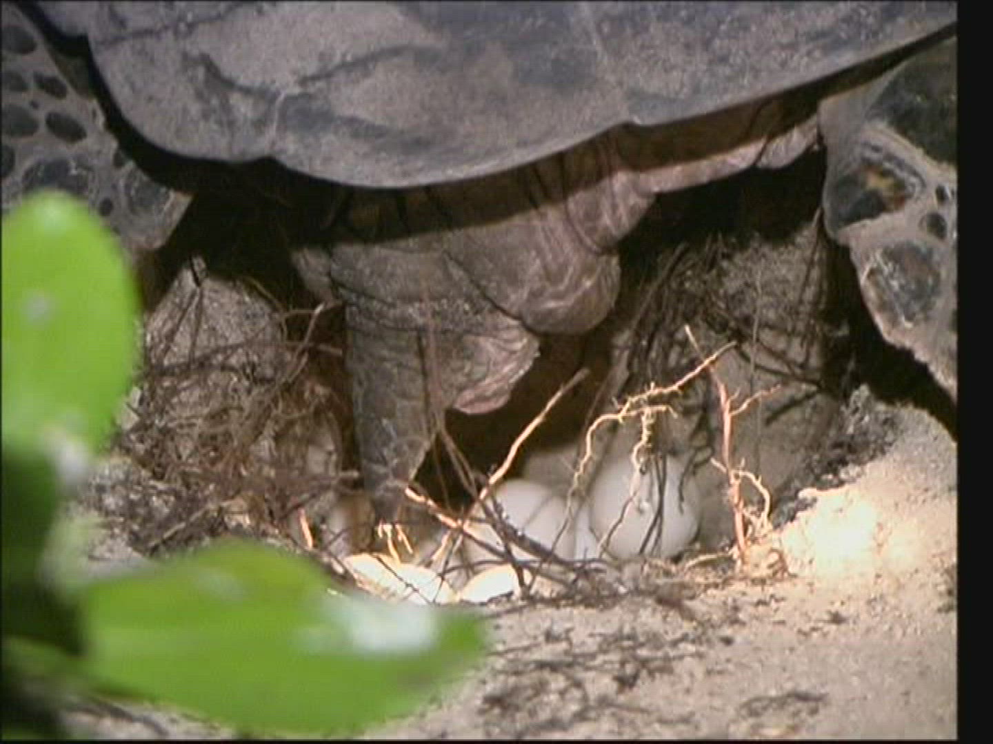 708473810 / Sea Turtle / Oviposition / Australia