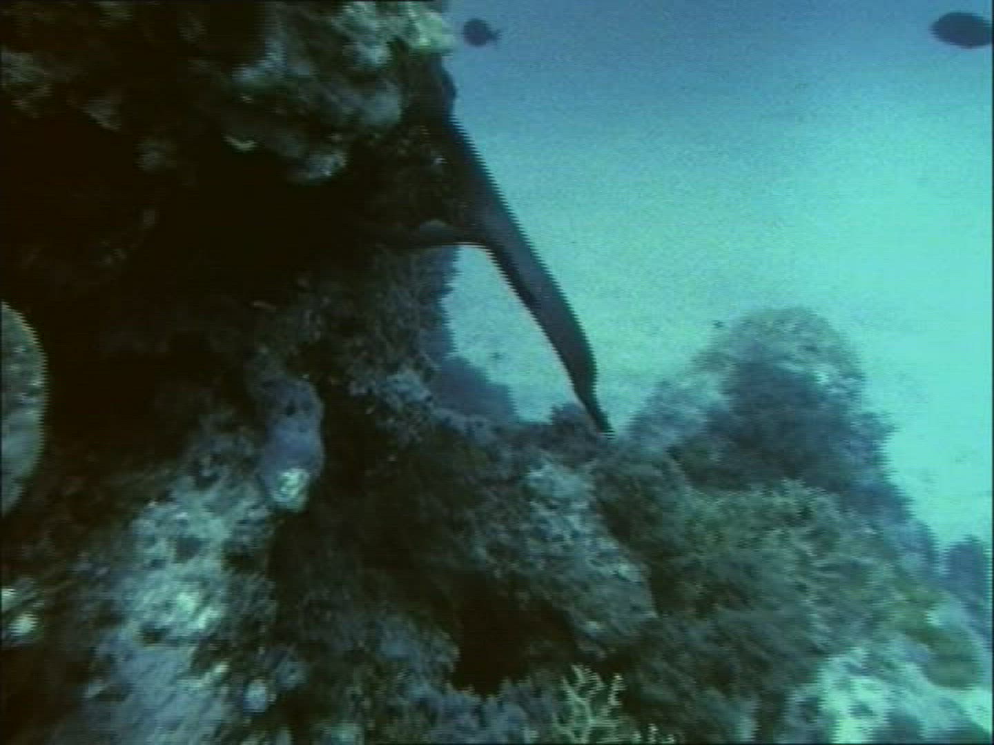 937200498 / Sea Snake / Mating / Courting / Pacific Ocean / Australia