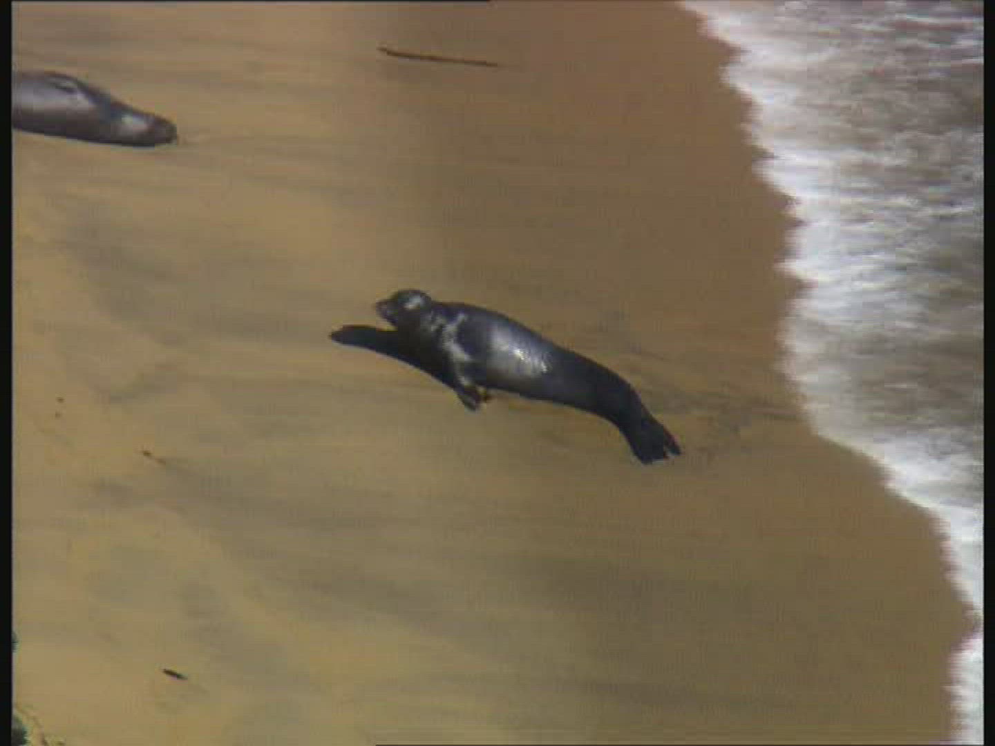 236773805 / Elephant Seal / California / USA