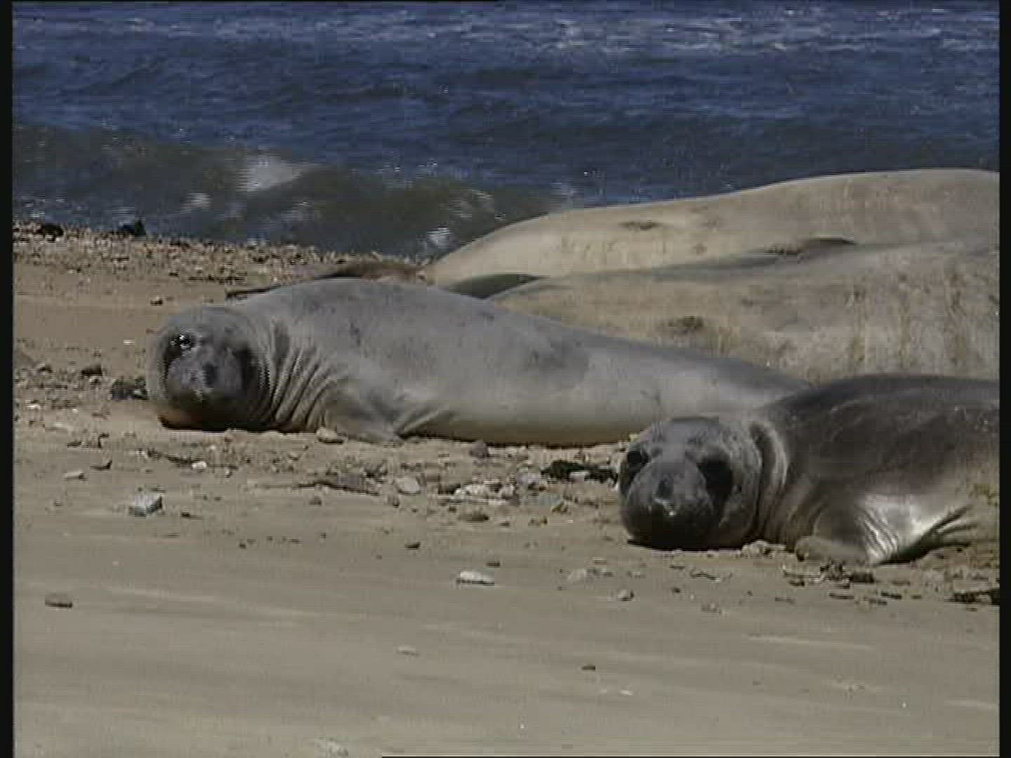 542707675 / Elephant Seal / California / USA