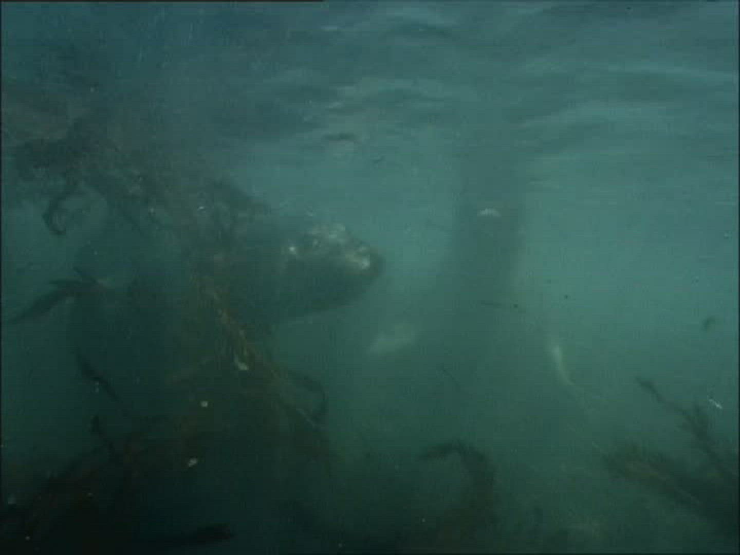 279745110 / Elephant Seal / California / USA