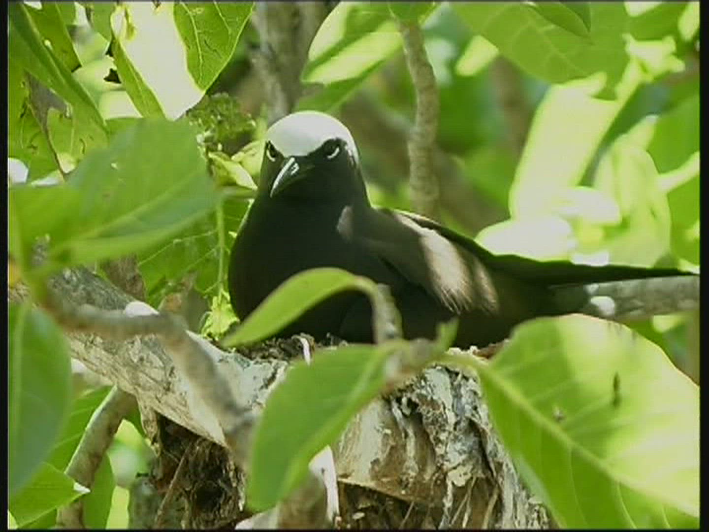 439985624 / White-headed Noddy / North-West-Island / Australia