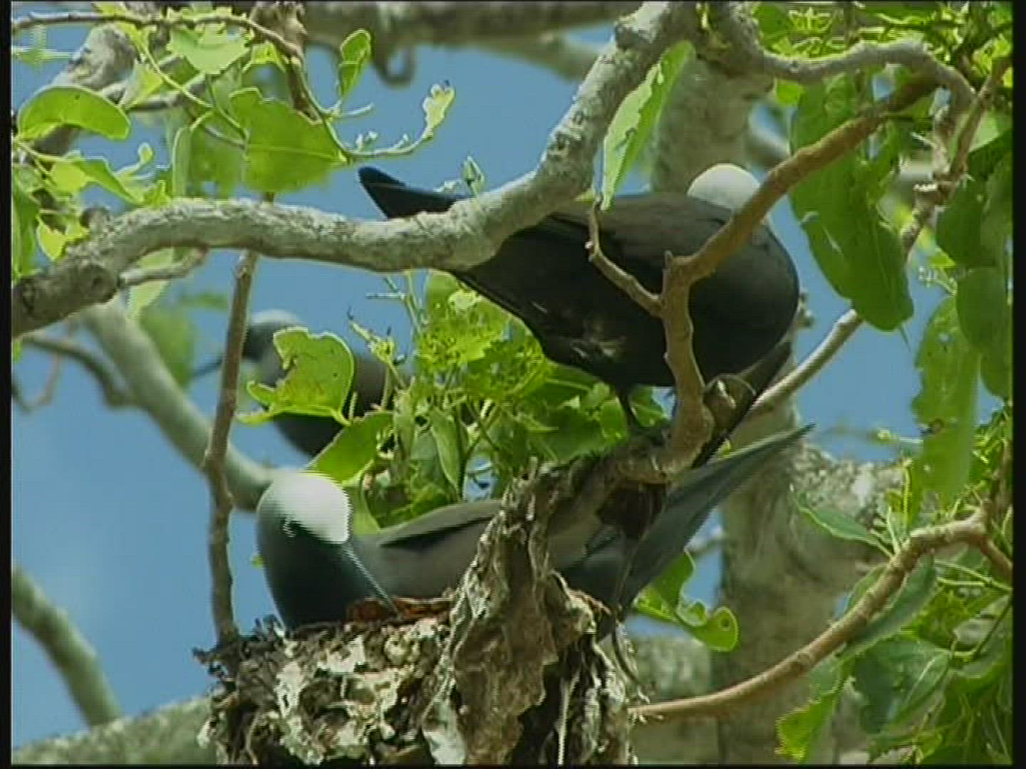 226783189 / White-headed Noddy / North-West-Island / Australia