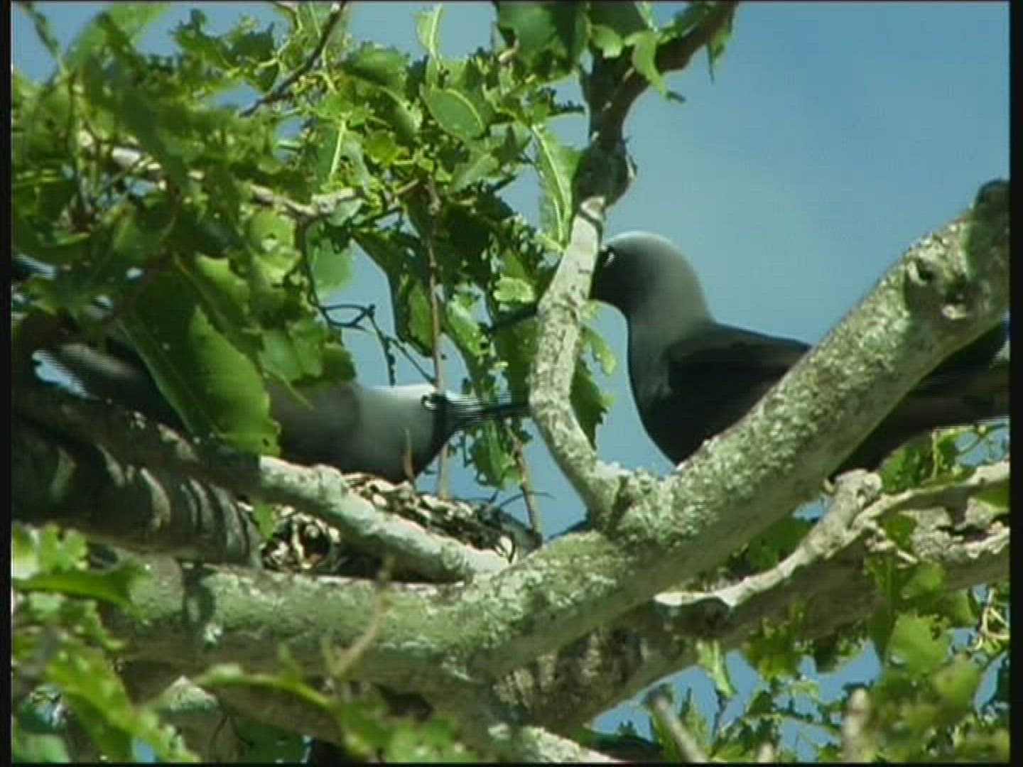 272202512 / White-headed Noddy / North-West-Island / Australia