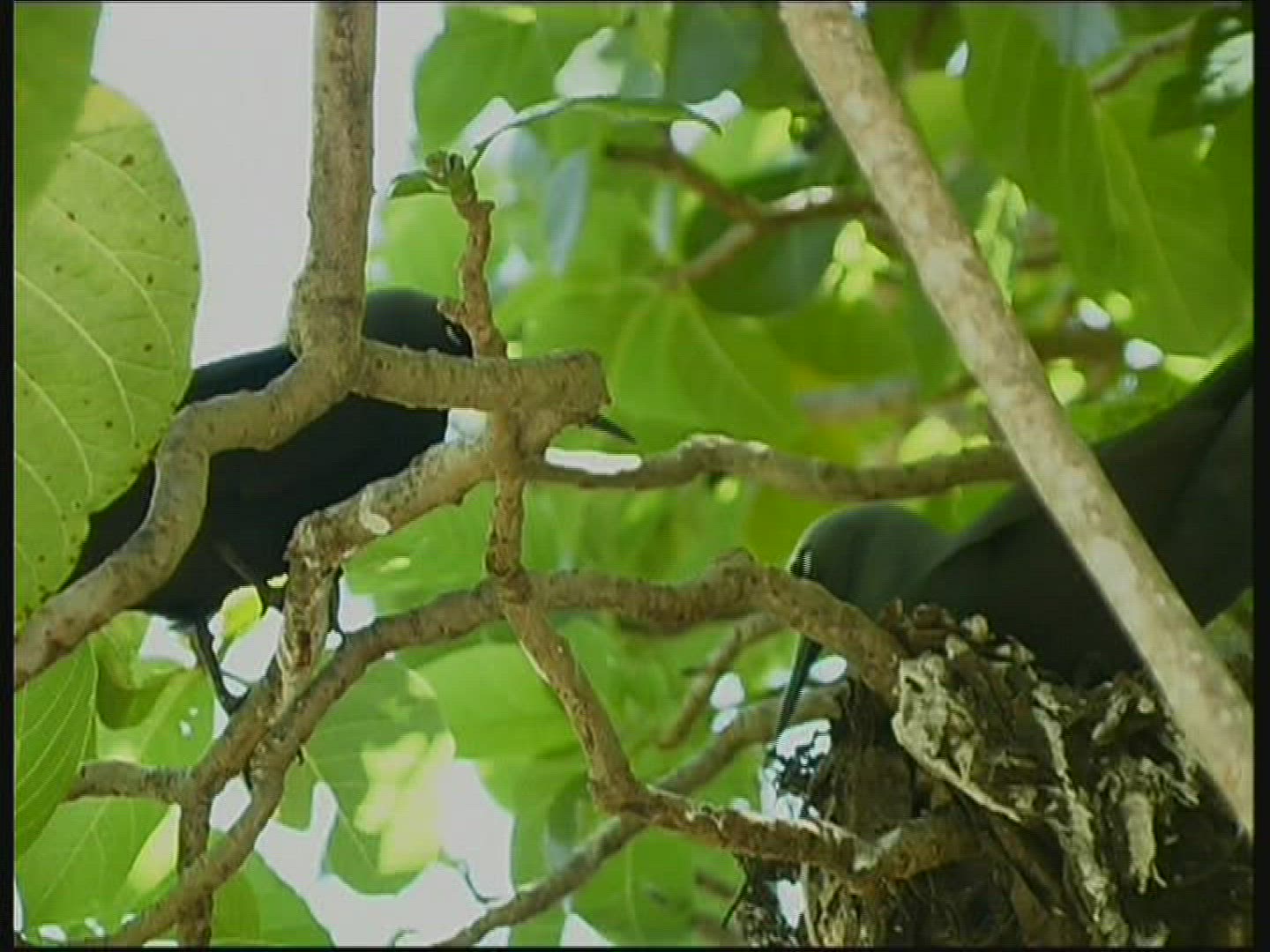 816072740 / White-headed Noddy / North-West-Island / Australia