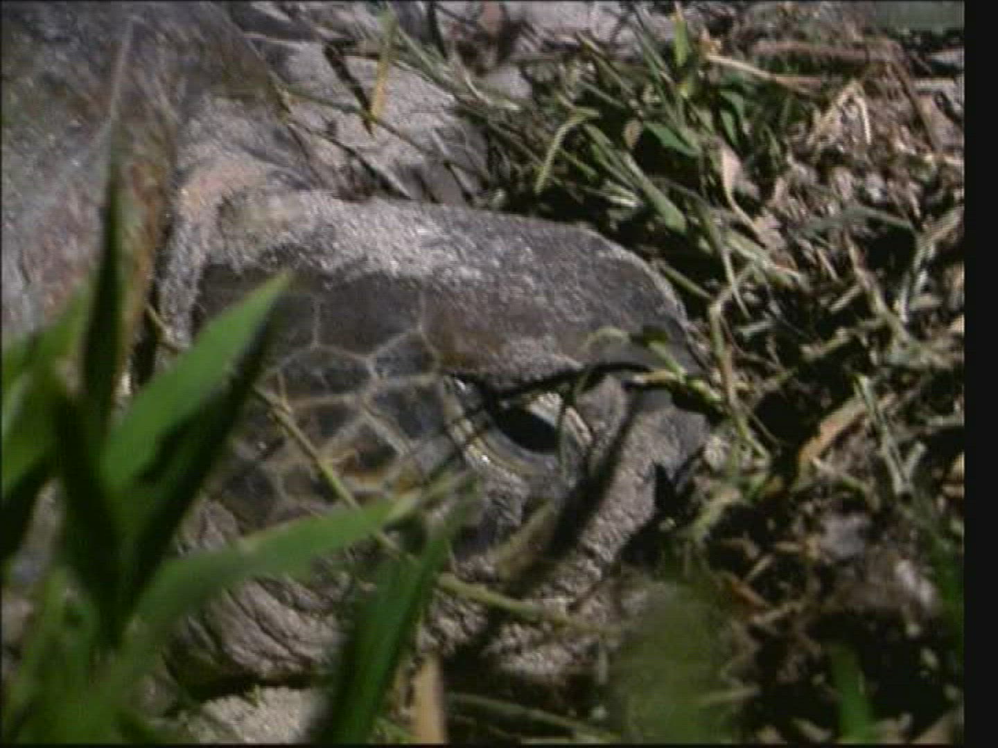 887390779 / Sea Turtle / Oviposition / Australia