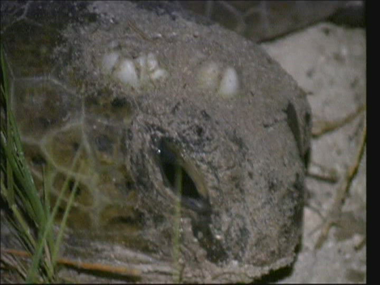 260571659 / Sea Turtle / Oviposition / Australia