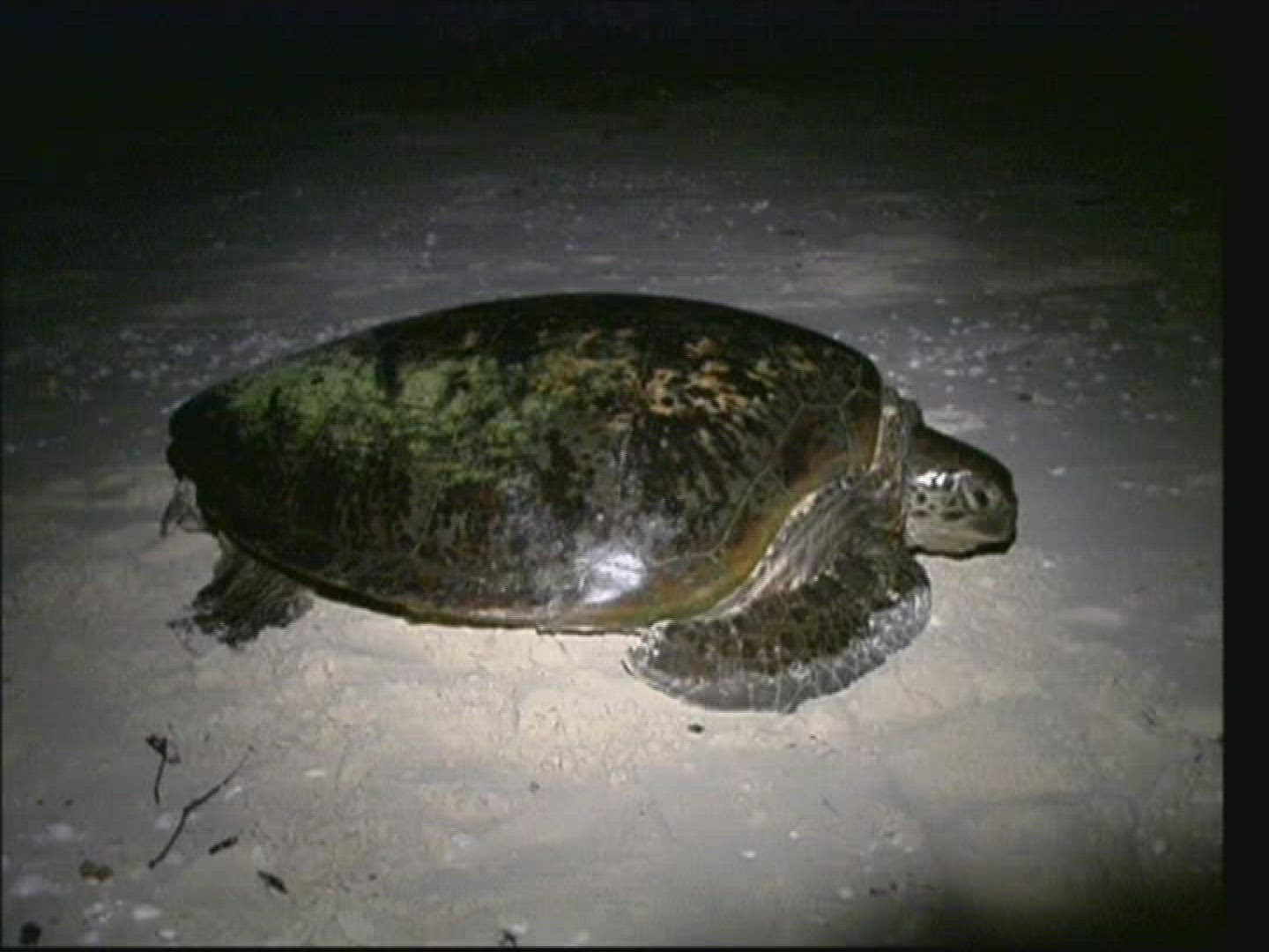 769756003 / Sea Turtle / Oviposition / Australia