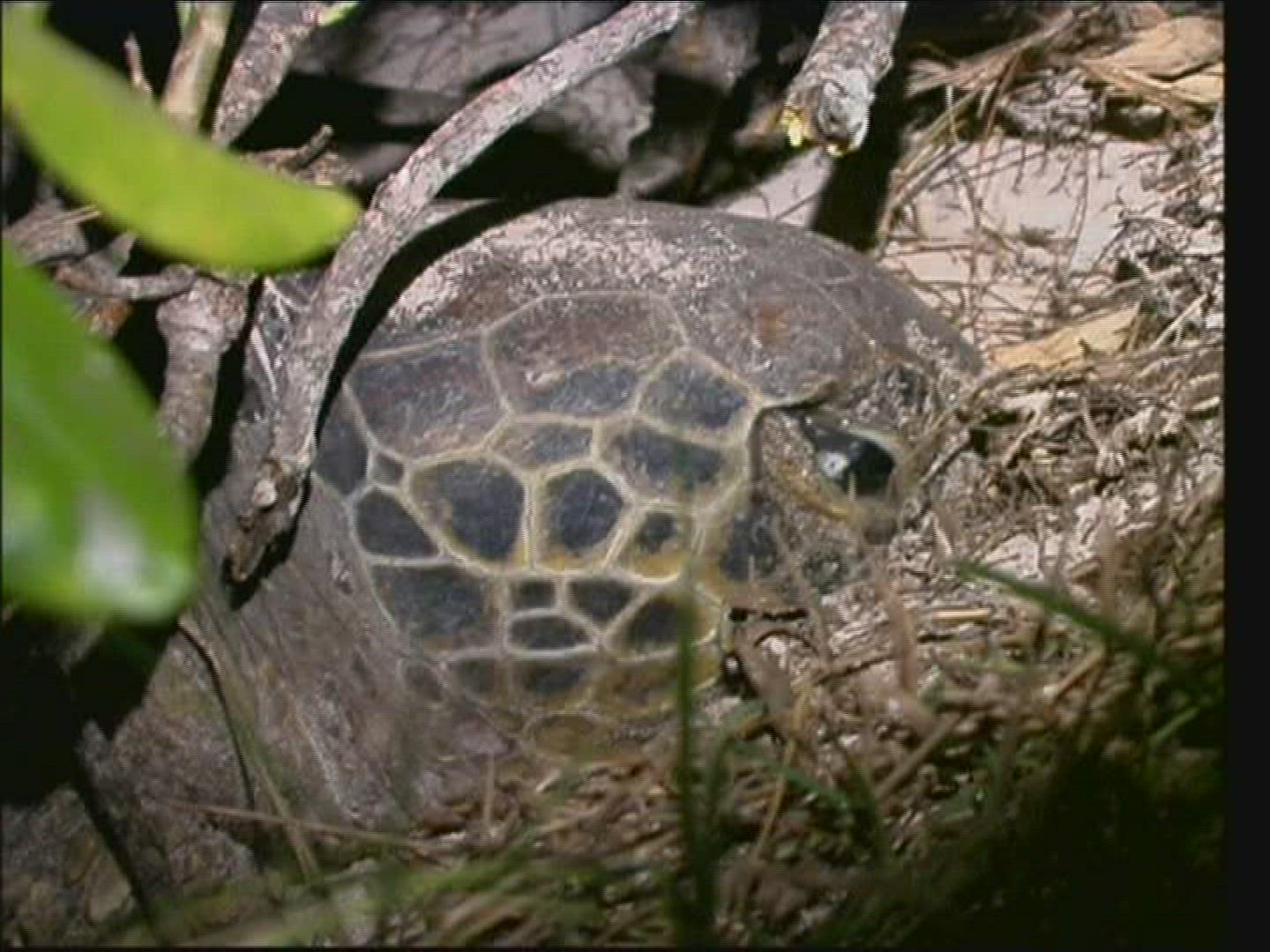 714332416 / Sea Turtle / Oviposition / Australia