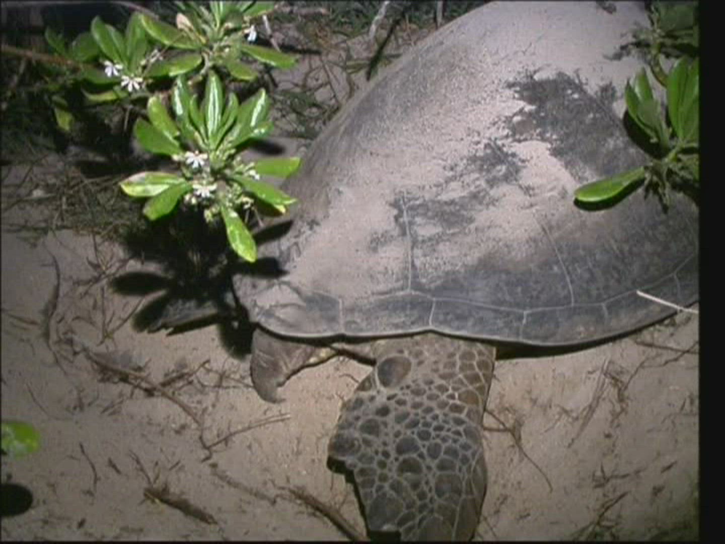187292904 / Sea Turtle / Oviposition / Australia