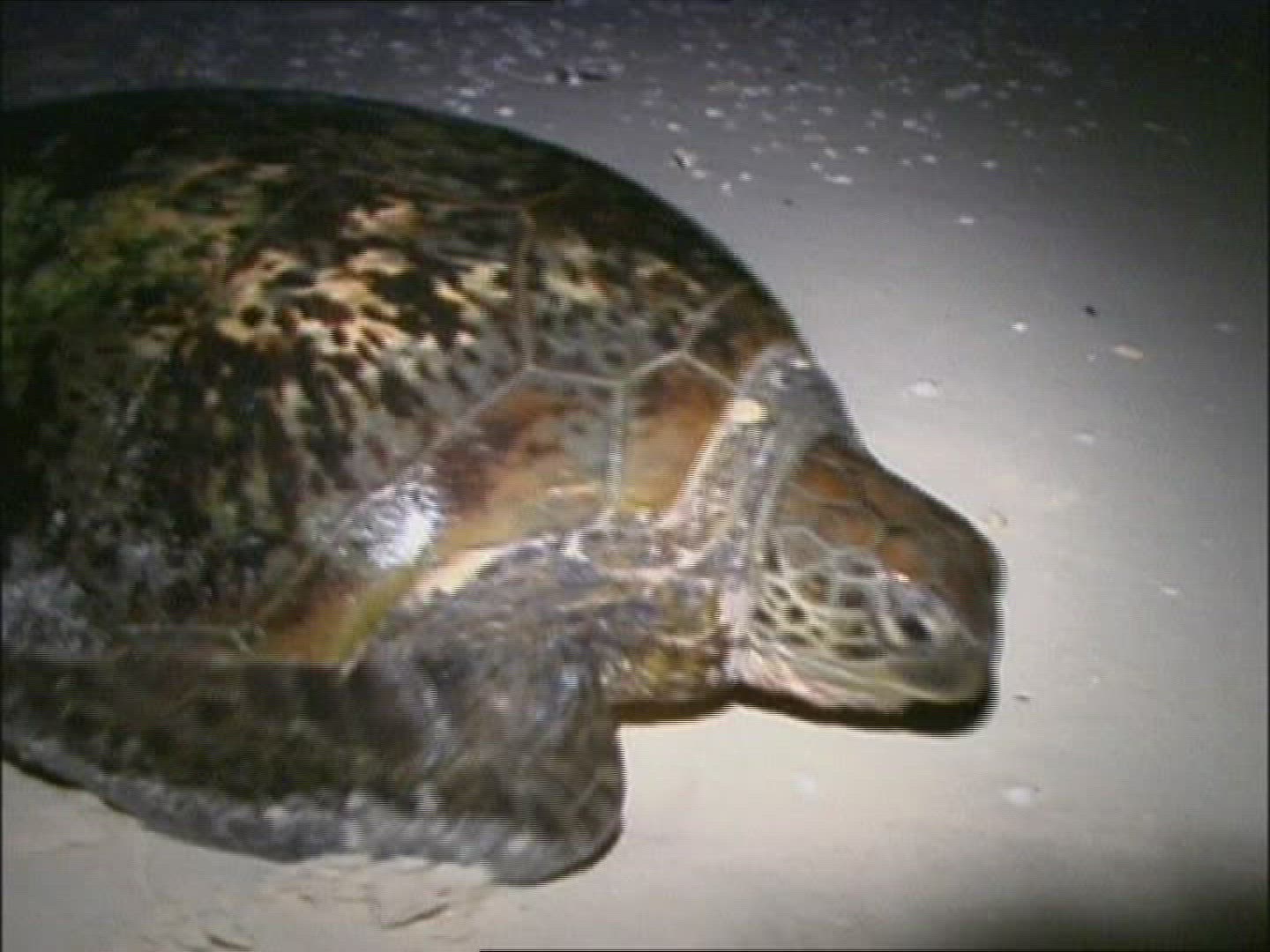983131067 / Sea Turtle / Oviposition / Australia