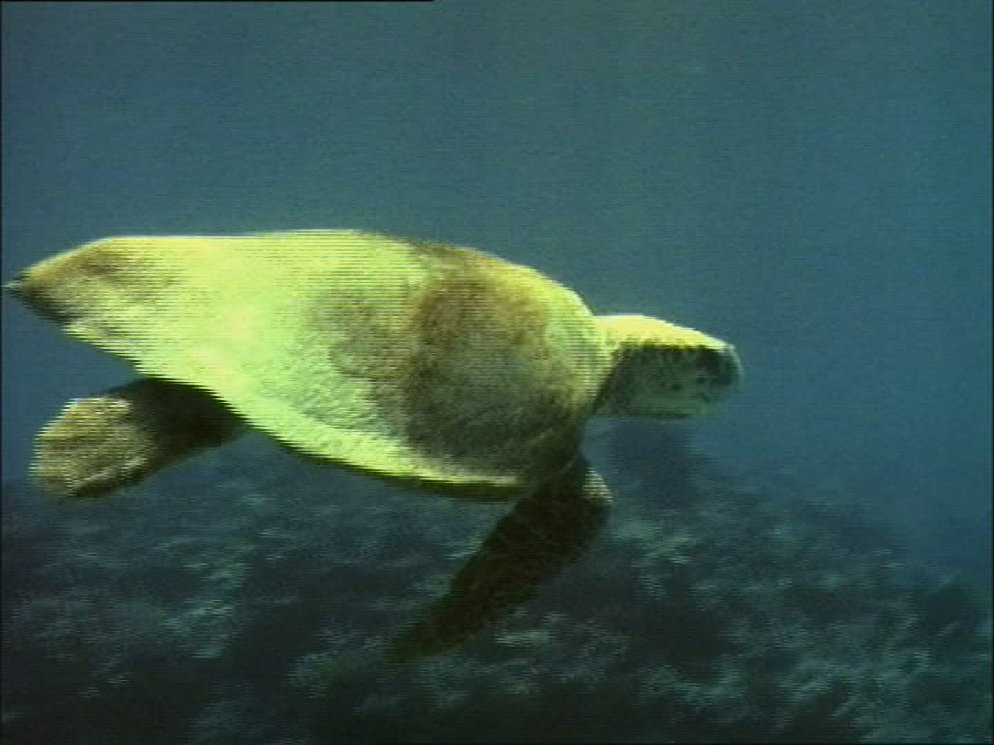 340332906 / Sea Turtle / Pacific Ocean / Australia