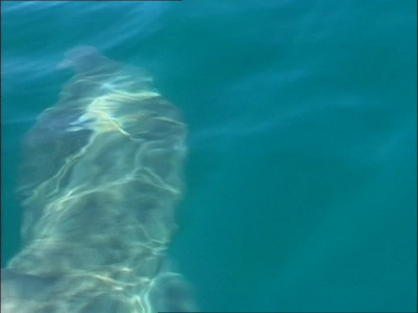 705062202 / Basking Shark / Irish Sea / Atlantic Ocean