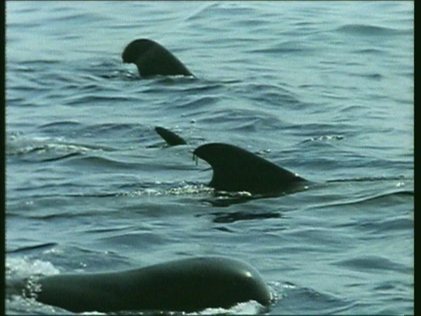 472269686 / Pilot Whale / Irish Sea / Atlantic Ocean