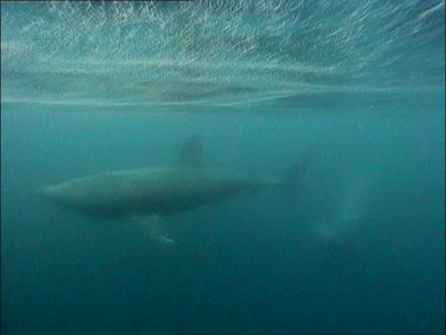 945624121 / Basking Shark / Irish Sea / Atlantic Ocean
