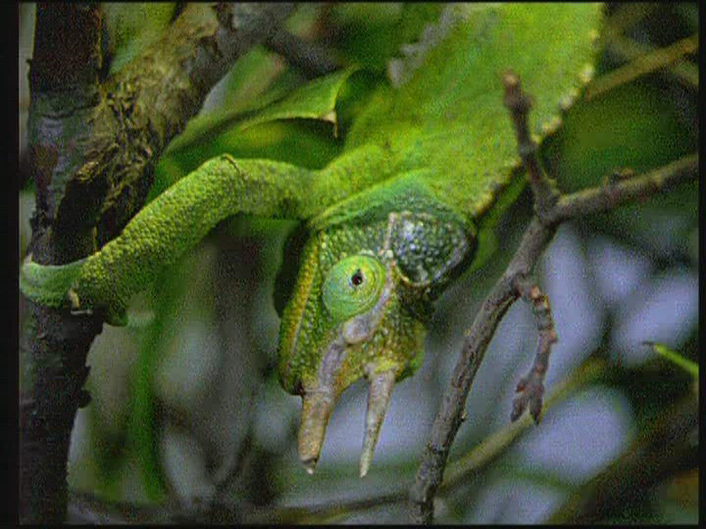 218938078 / Chameleon / Terrarium