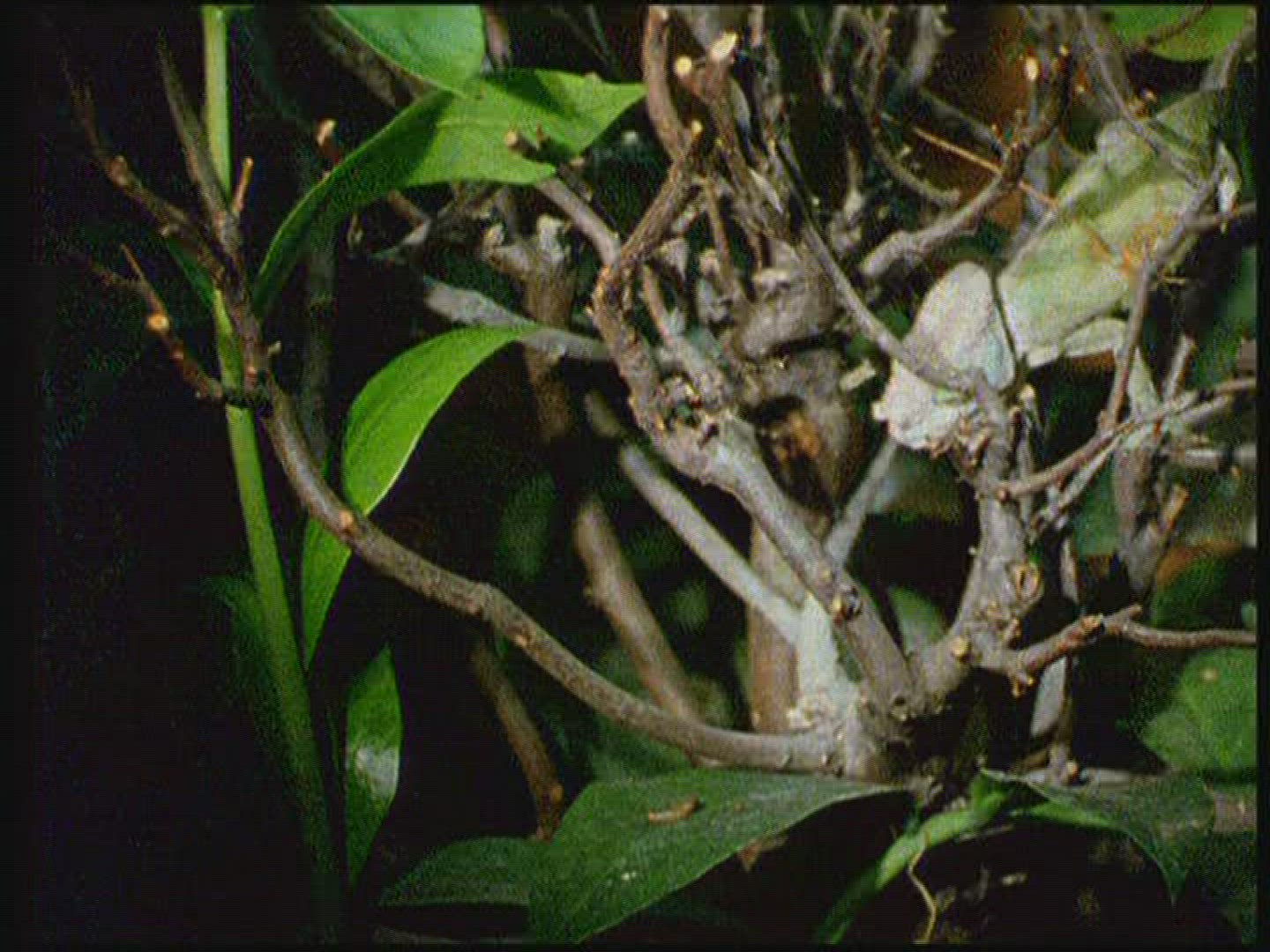 359503160 / Chameleon / Terrarium