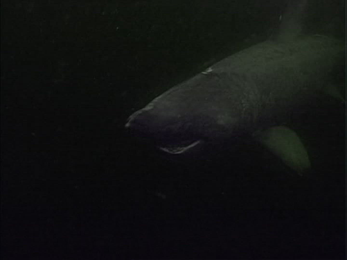 309112724 / Basking Shark / Norwegian Sea / Atlantic Ocean