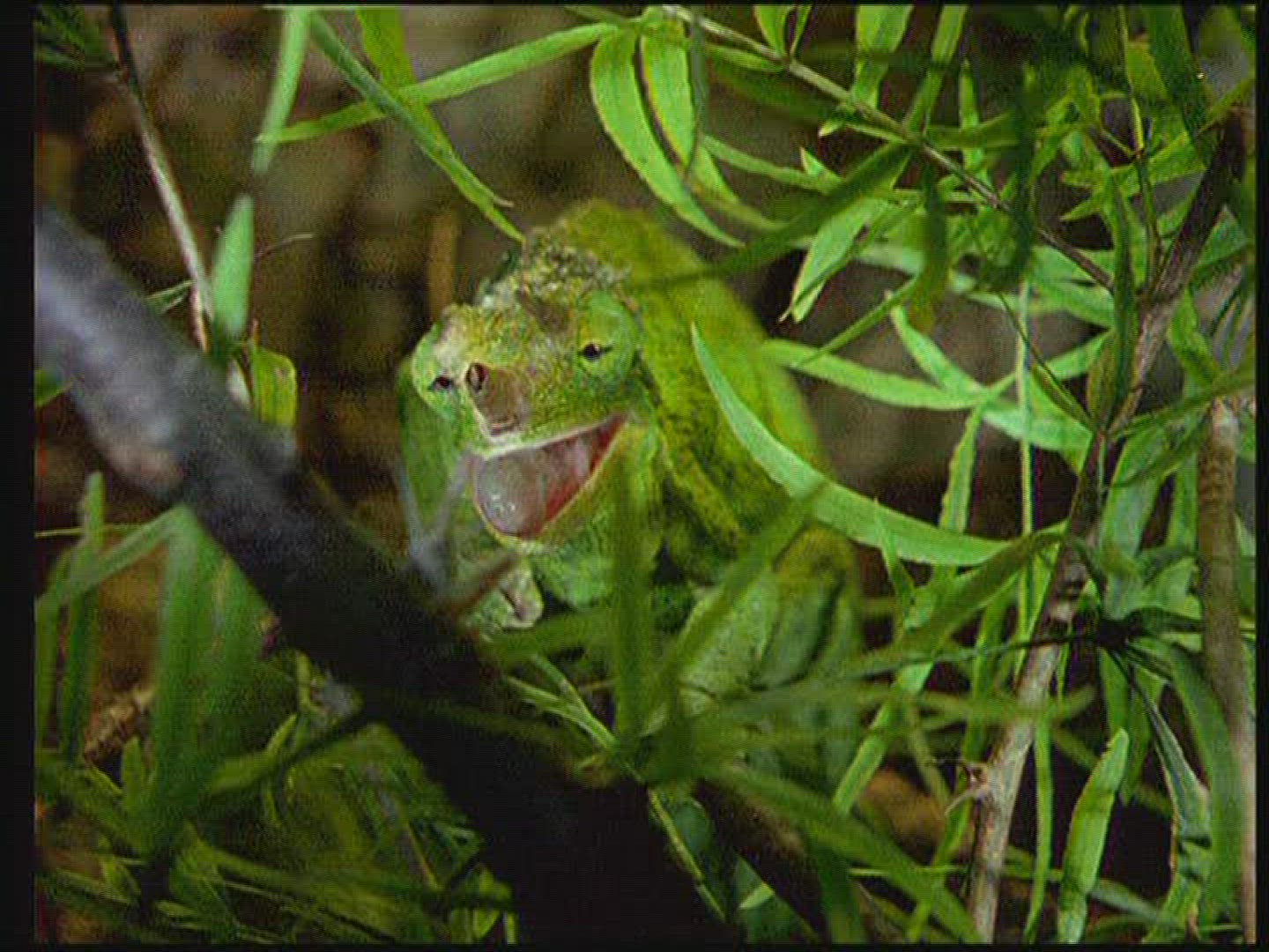 946550505 / Chameleon / Terrarium