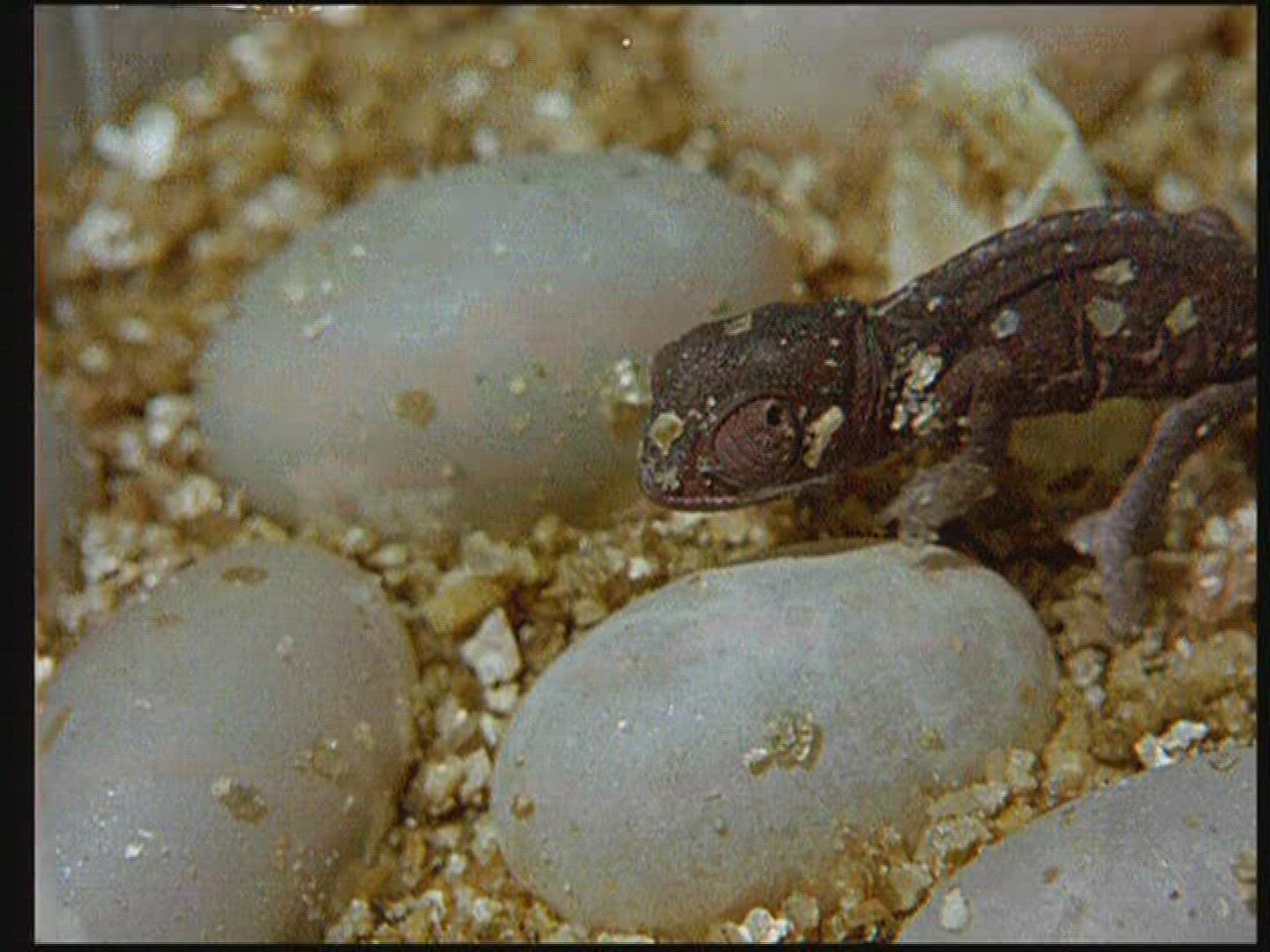 701231854 / Chameleon / Terrarium