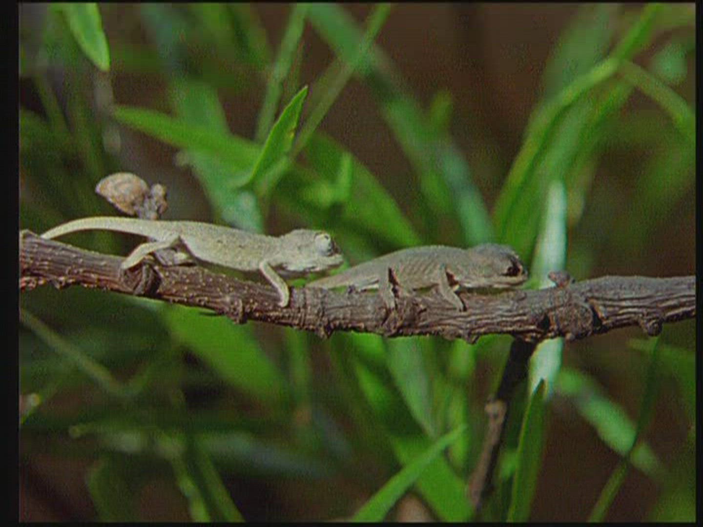 644179075 / Chameleon / Terrarium