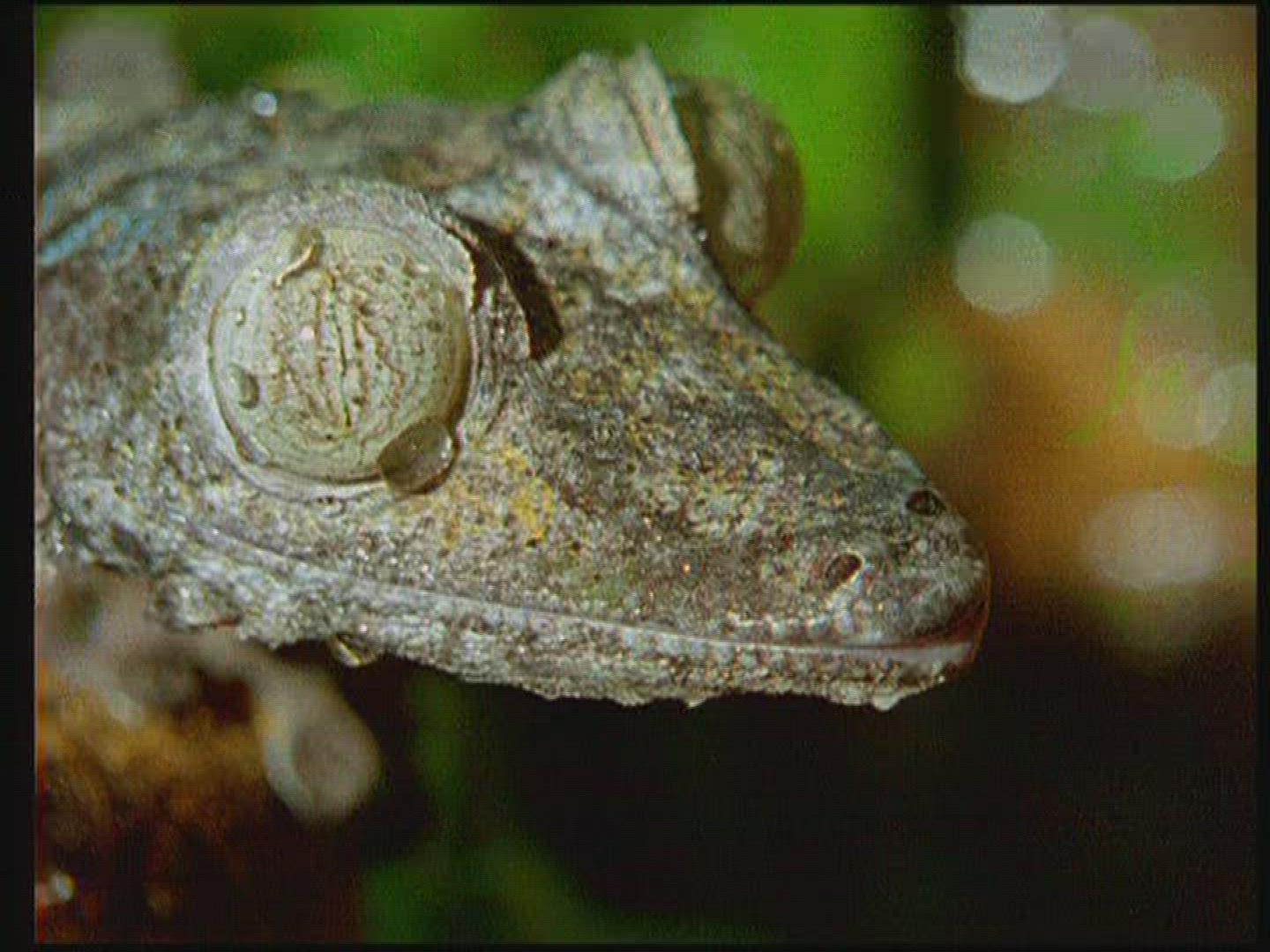 370518480 / Chameleon / Terrarium