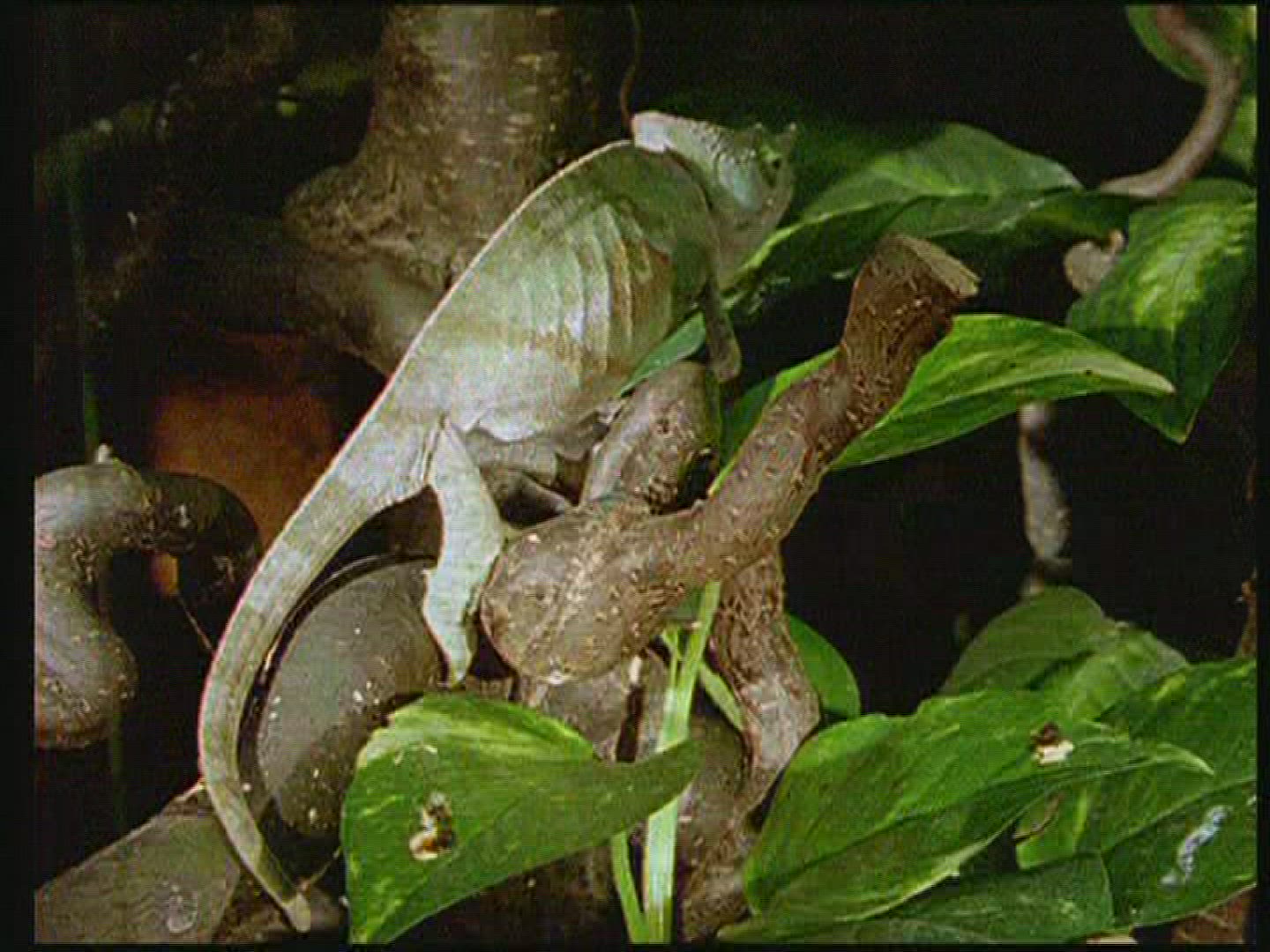 682345318 / Chameleon / Terrarium