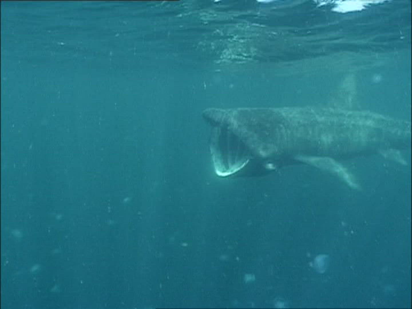 861213908 / Basking Shark / Irish Sea / Atlantic Ocean