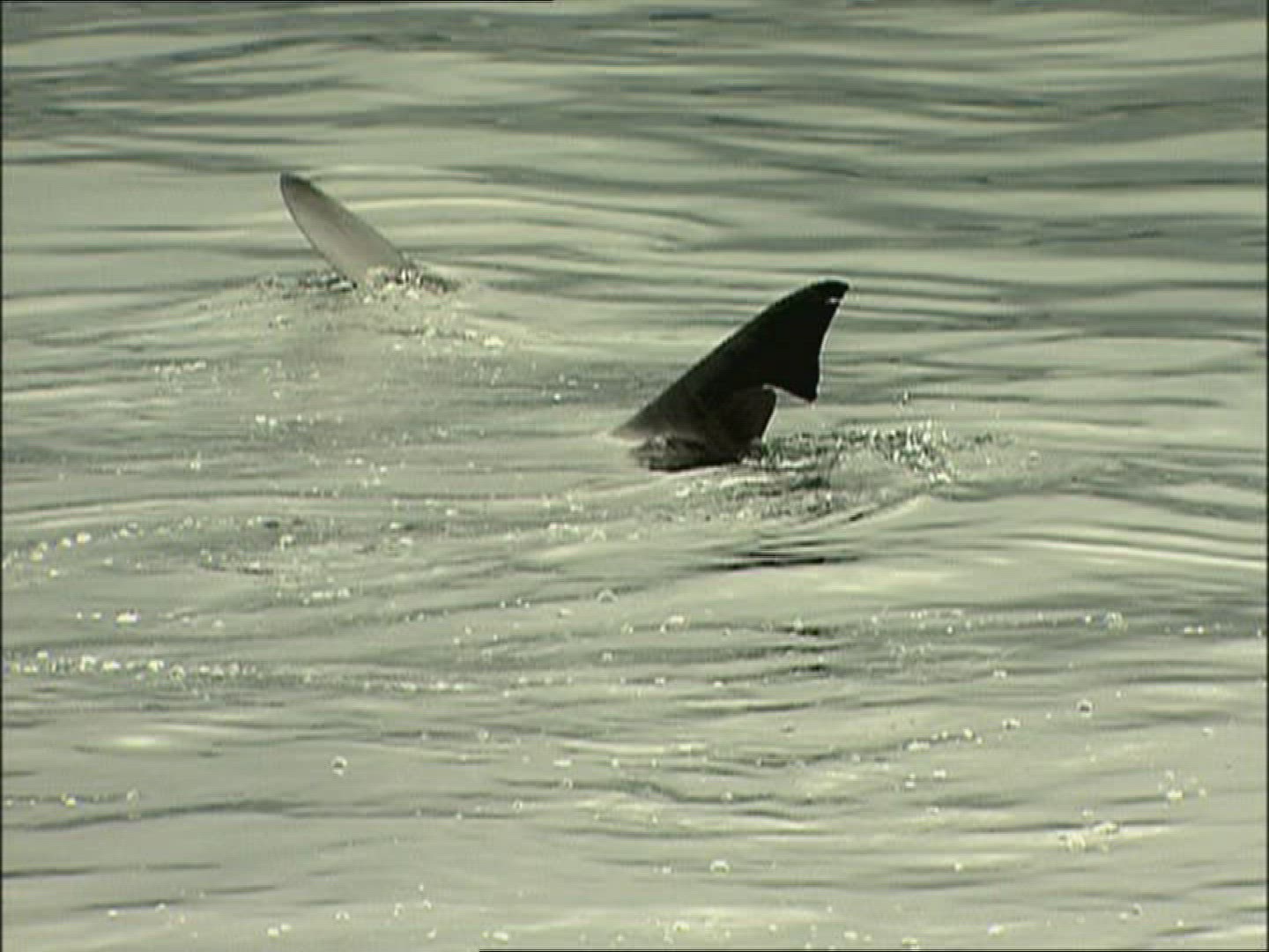 100004883 / Basking Shark / Irish Sea / Atlantic Ocean