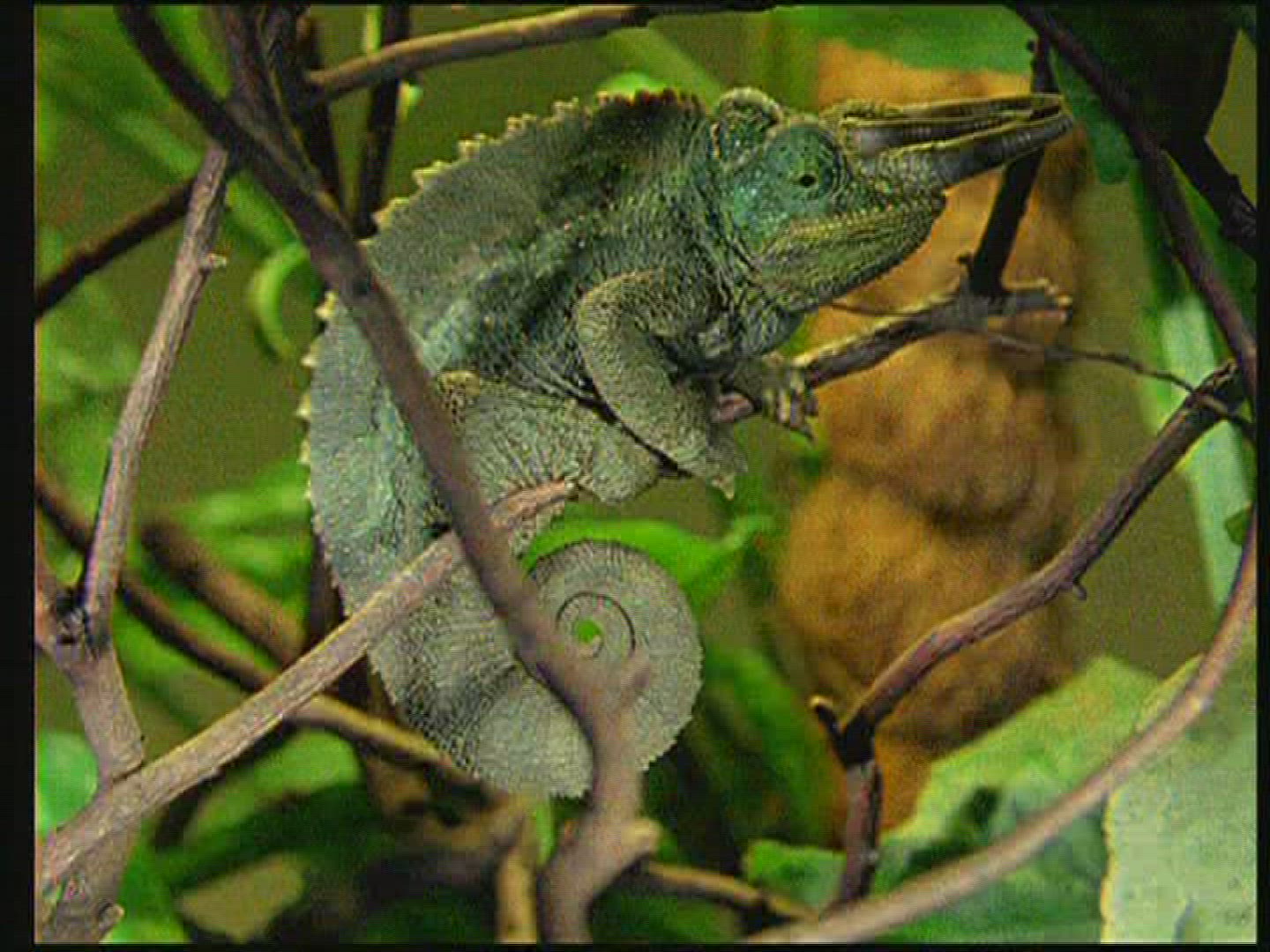 739089873 / Chameleon / Terrarium