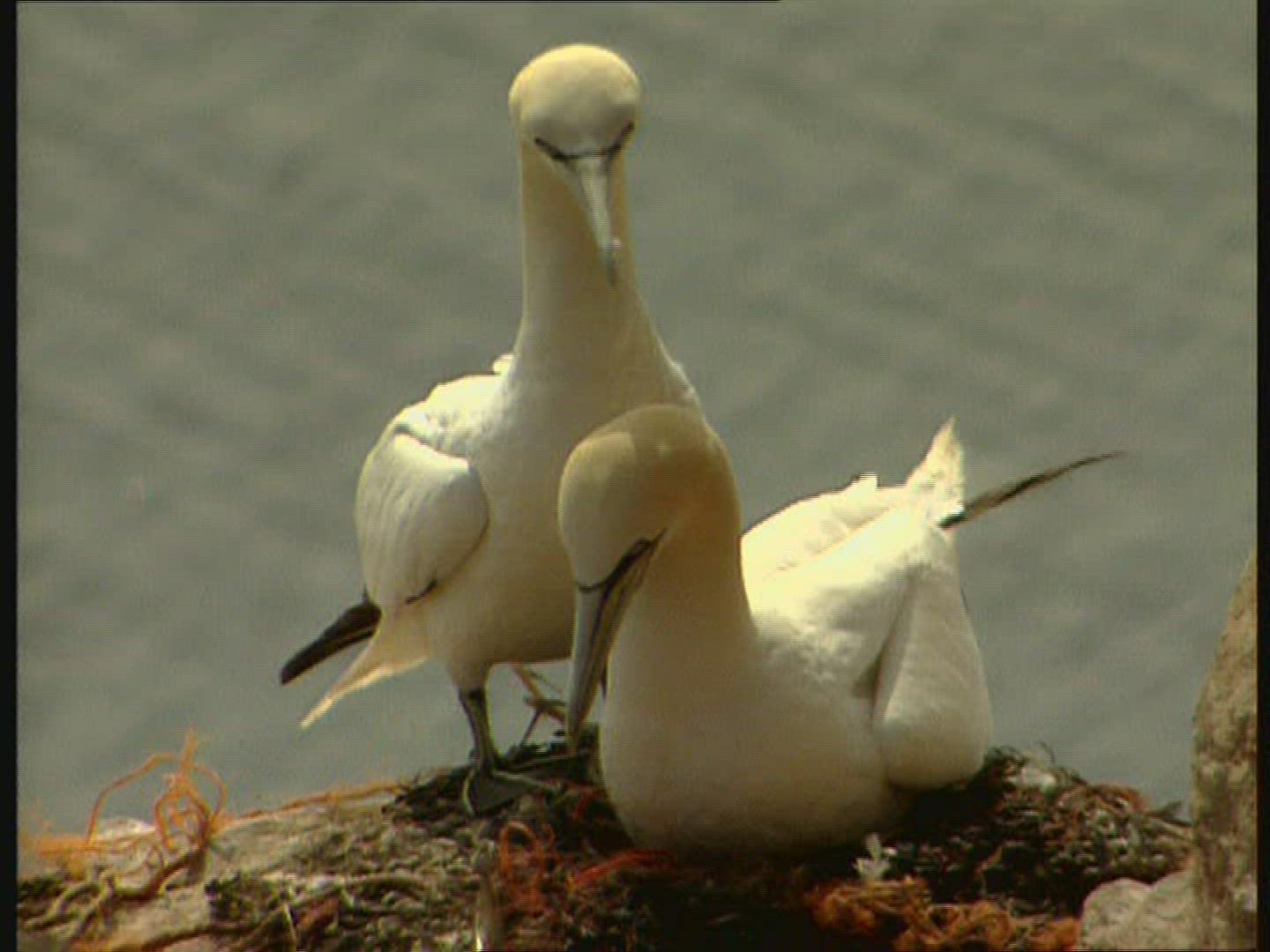 973593968 / Bird / Isle of Man / England